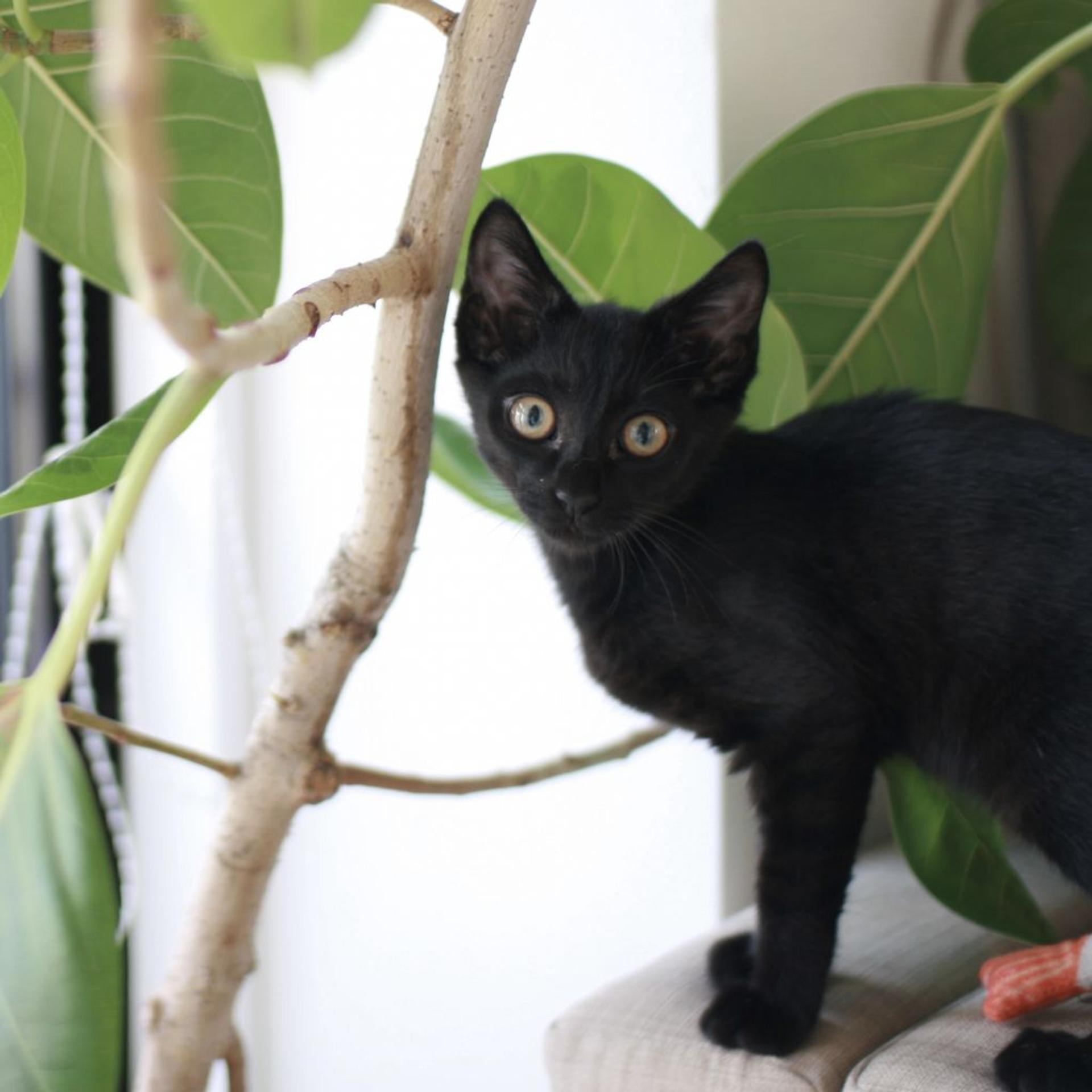 pet-image-4