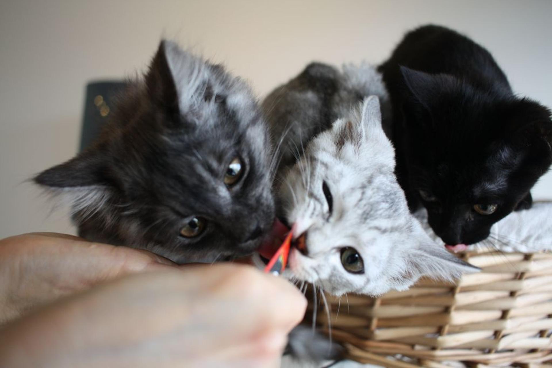 pet-image-5