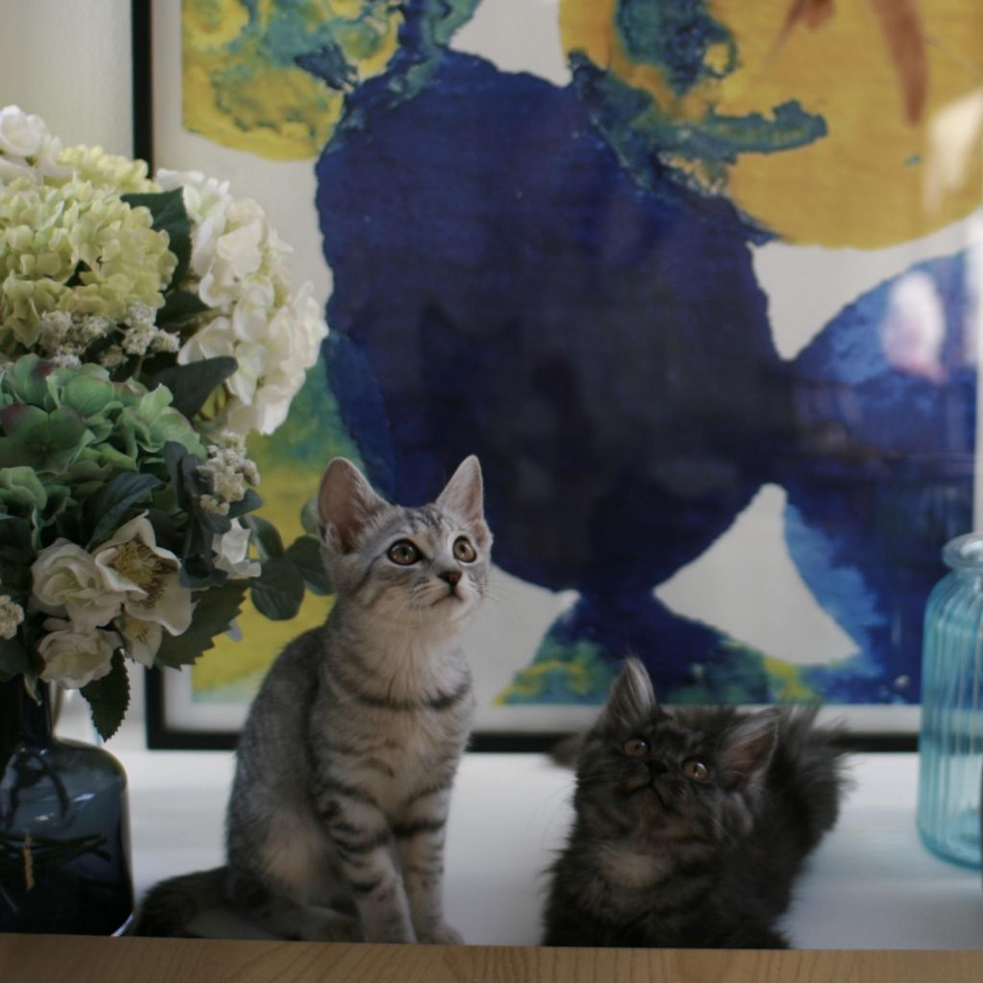 pet-image-6