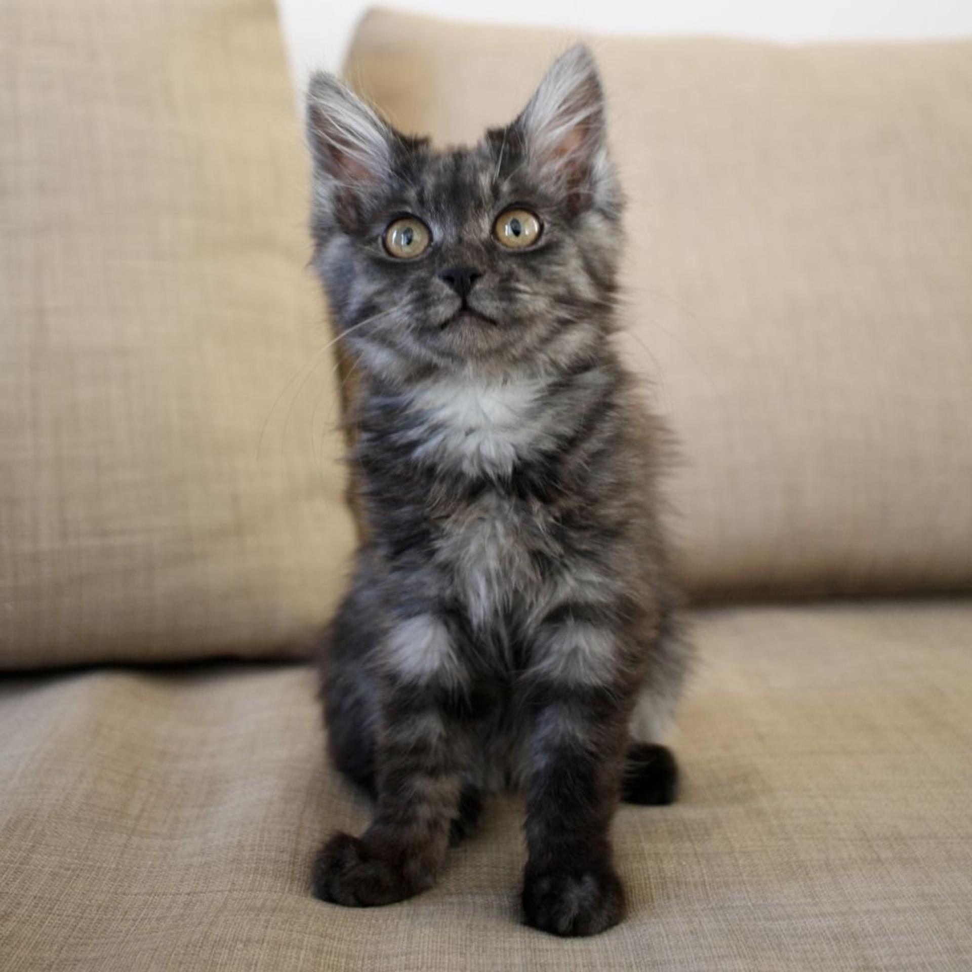 pet-image-7