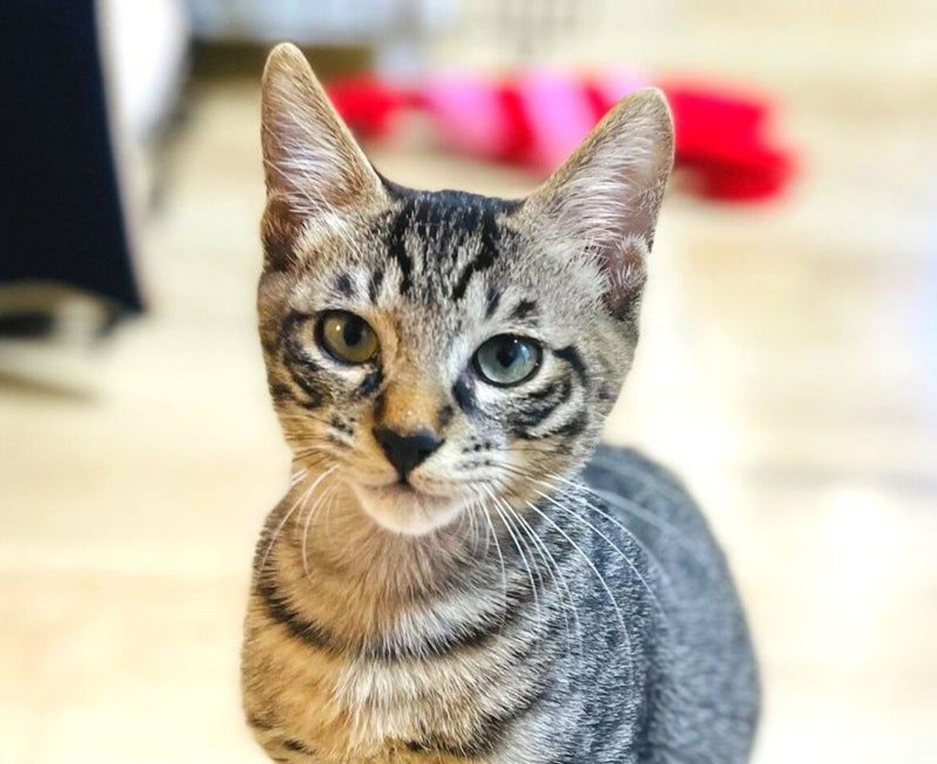 雑種（ミックス猫）・オスの里親募集の写真
