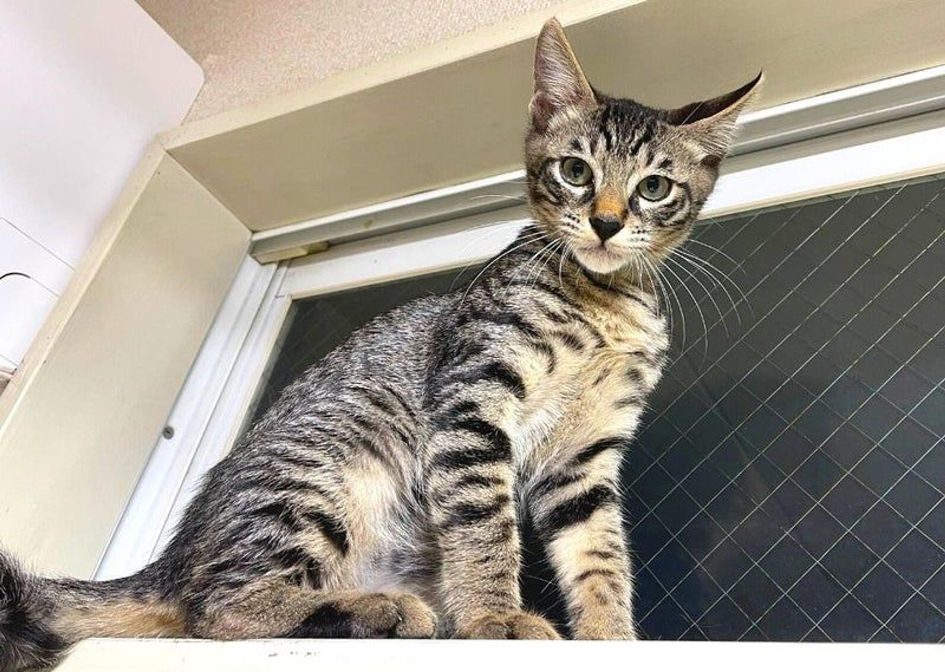 pet-image-3