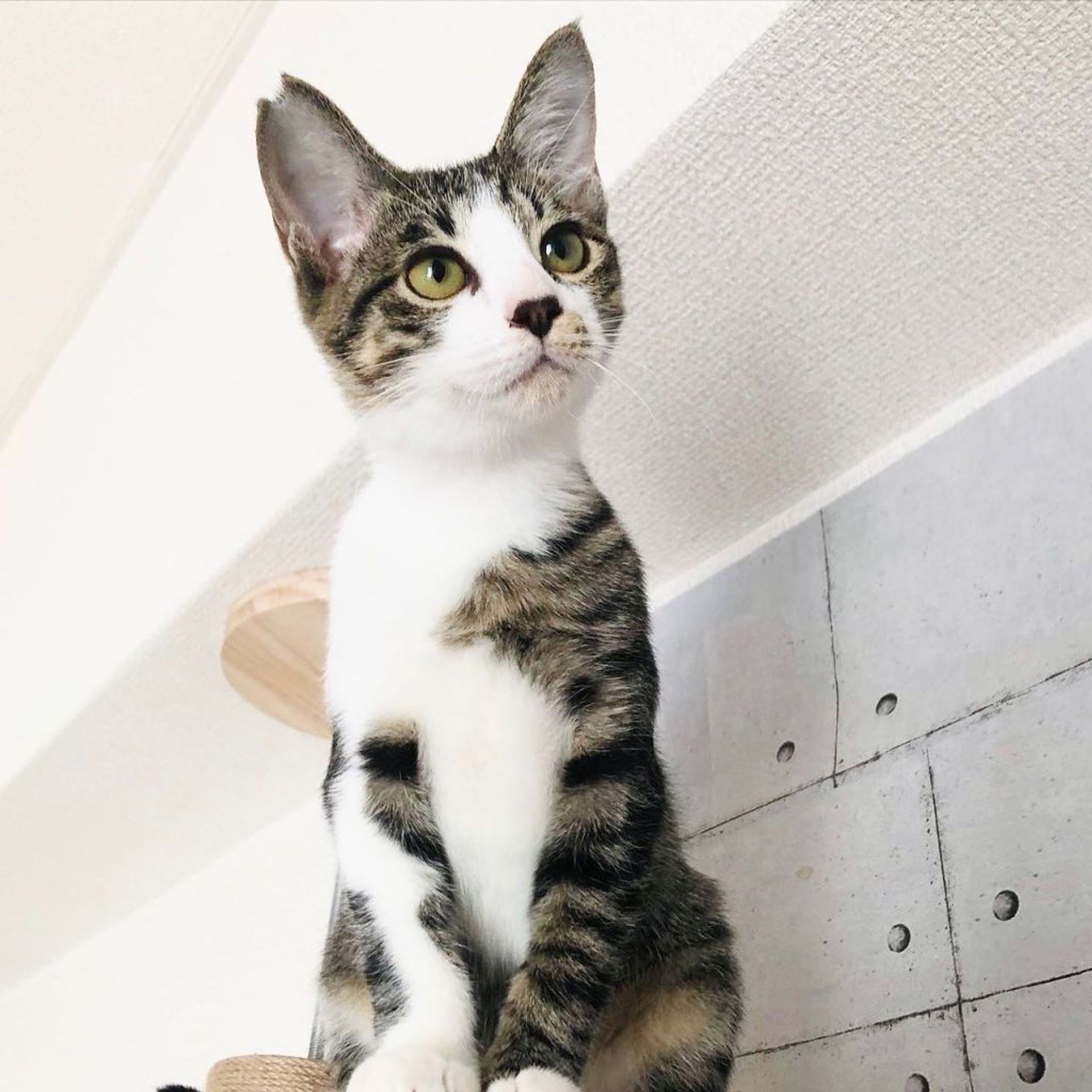 雑種（ミックス猫）・オスの里親募集の写真