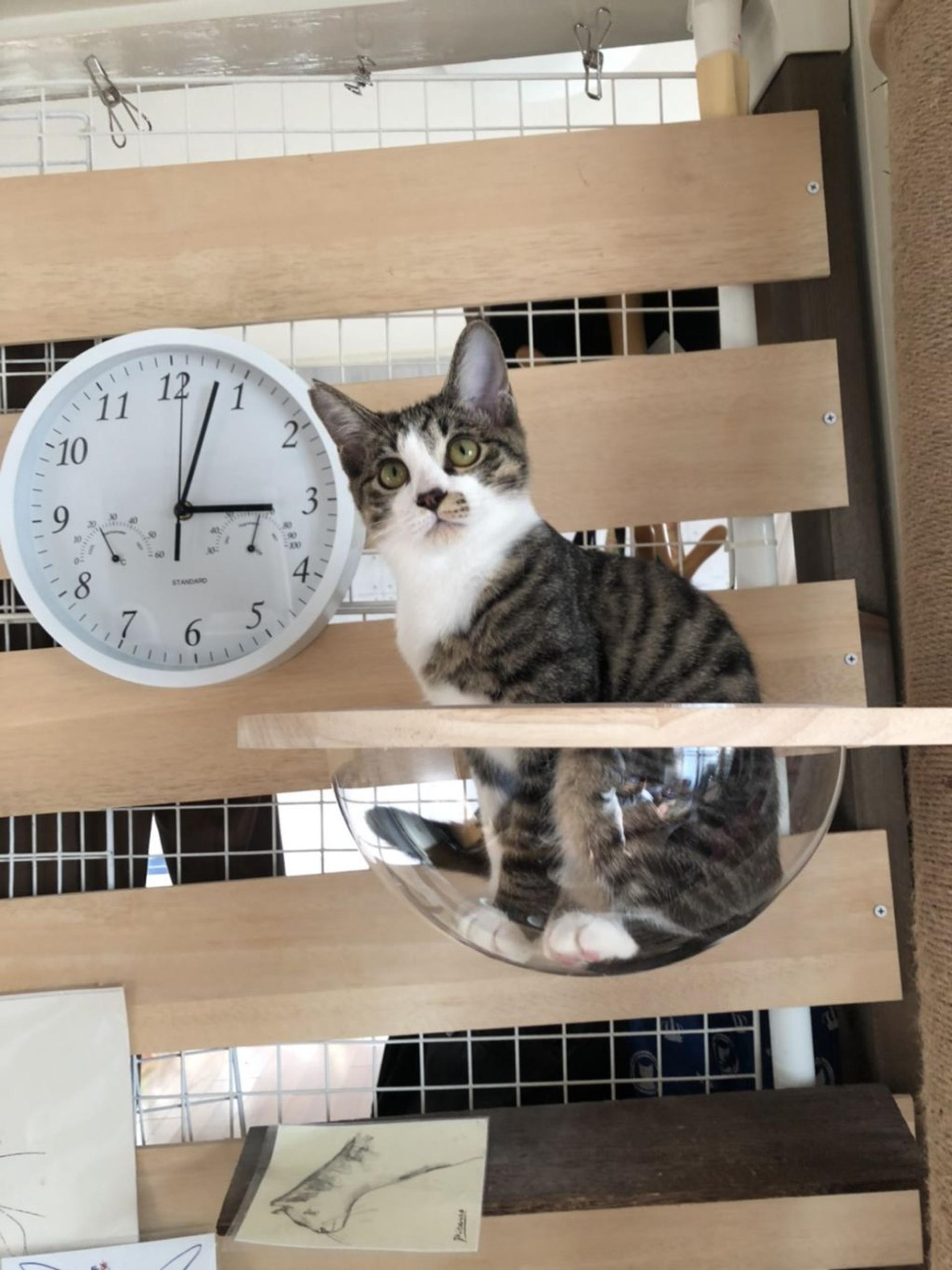 pet-image-3