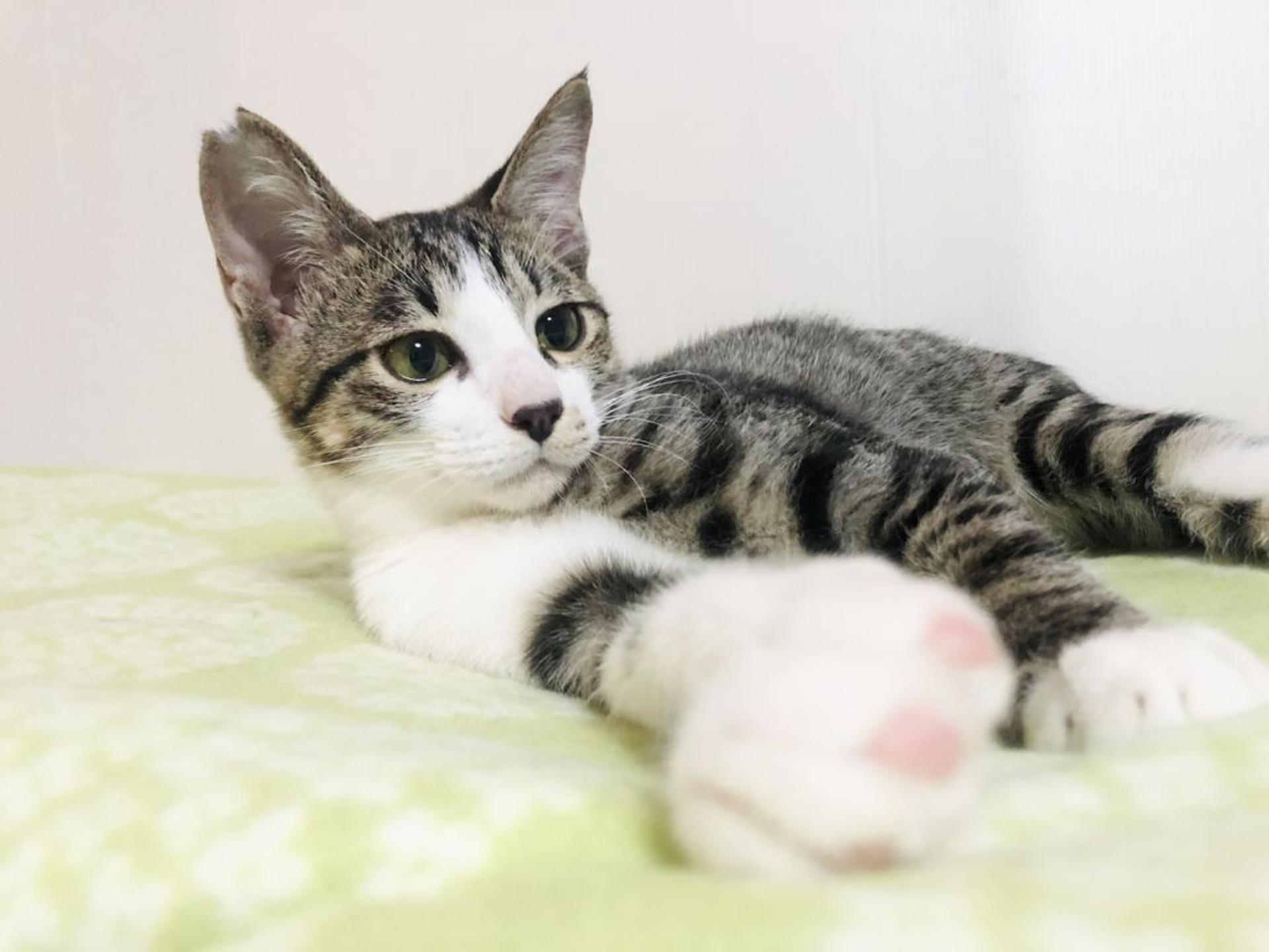 pet-image-4