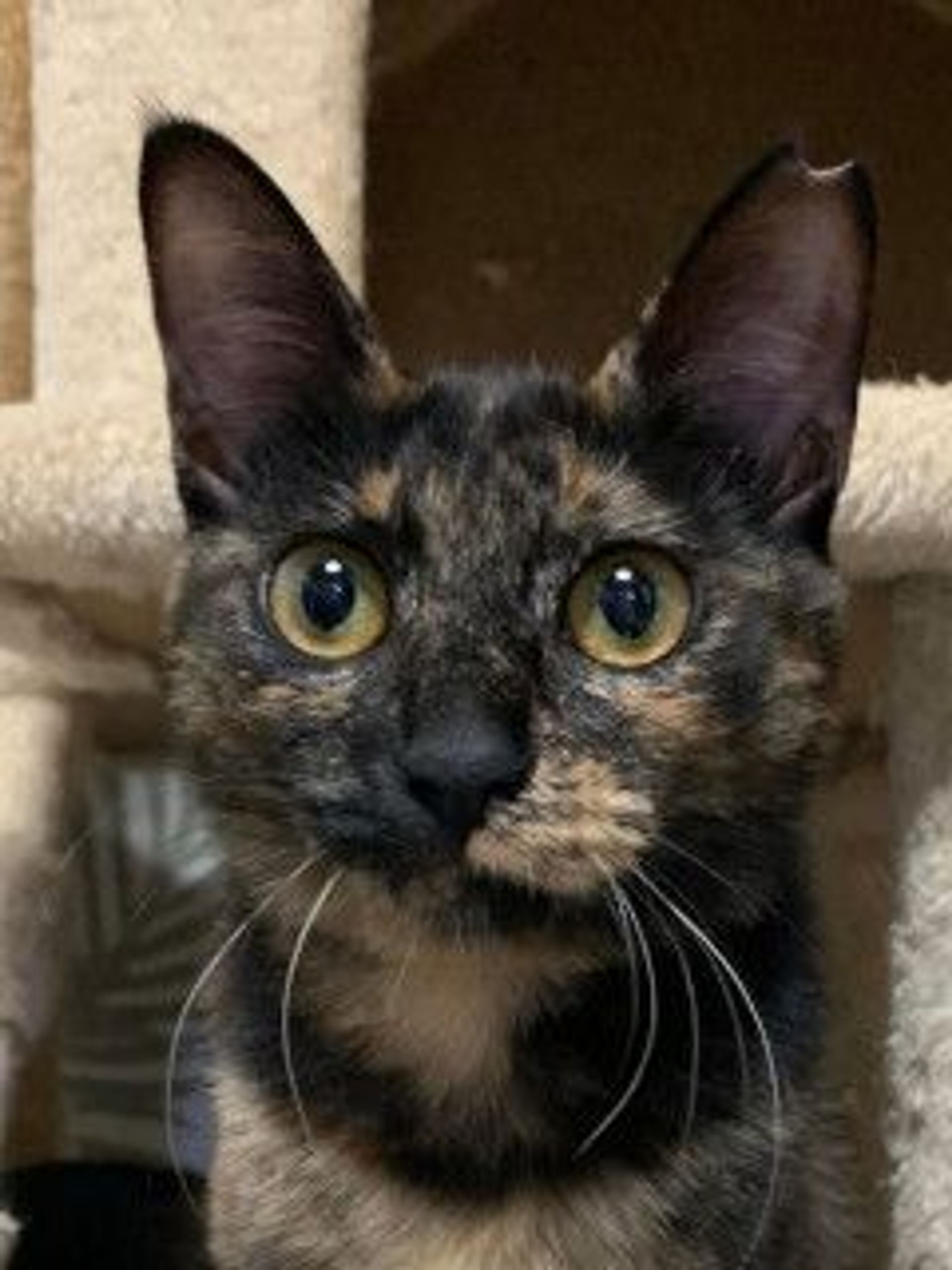 雑種（ミックス猫）・メスの里親募集の写真