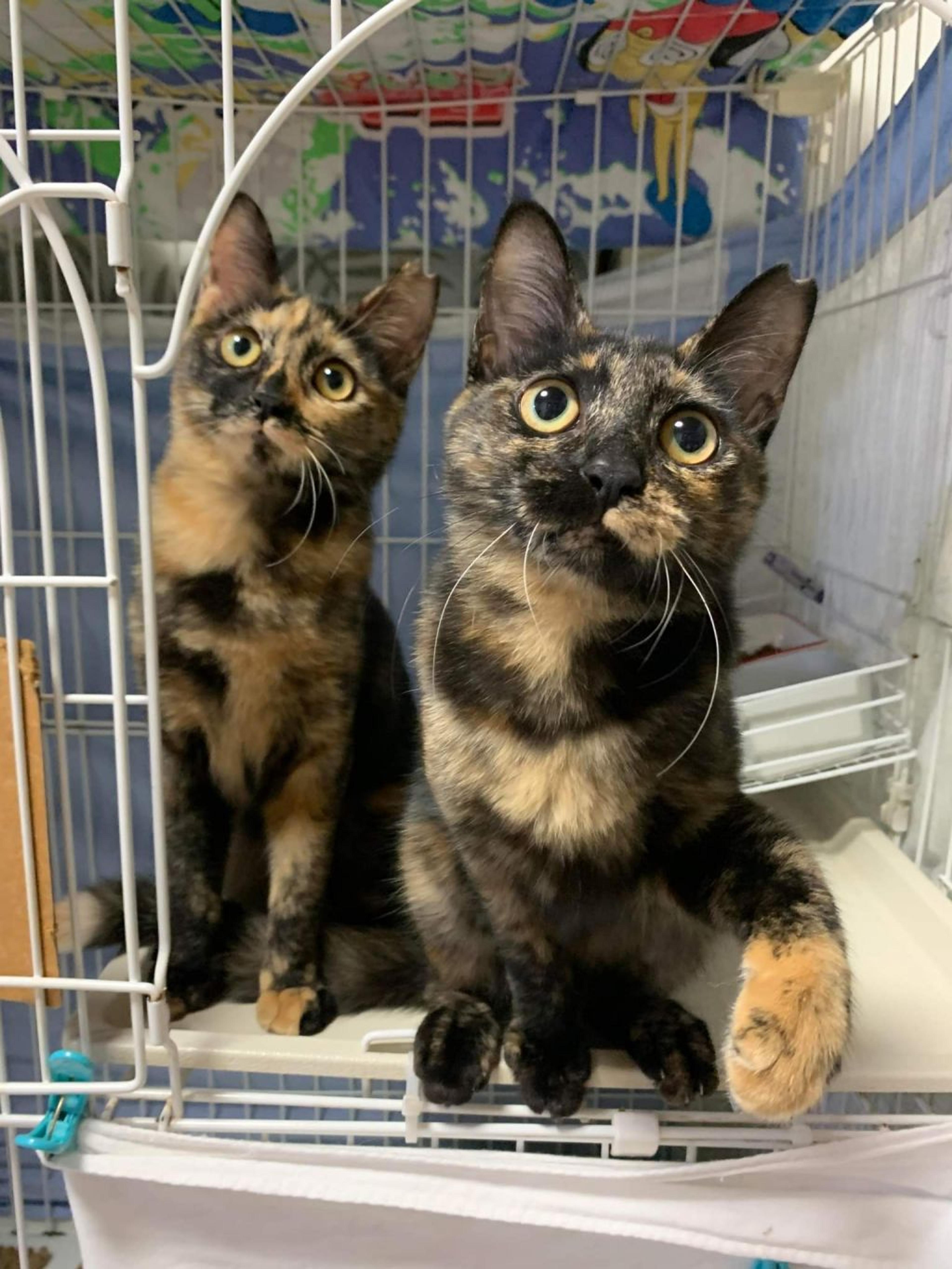pet-image-9