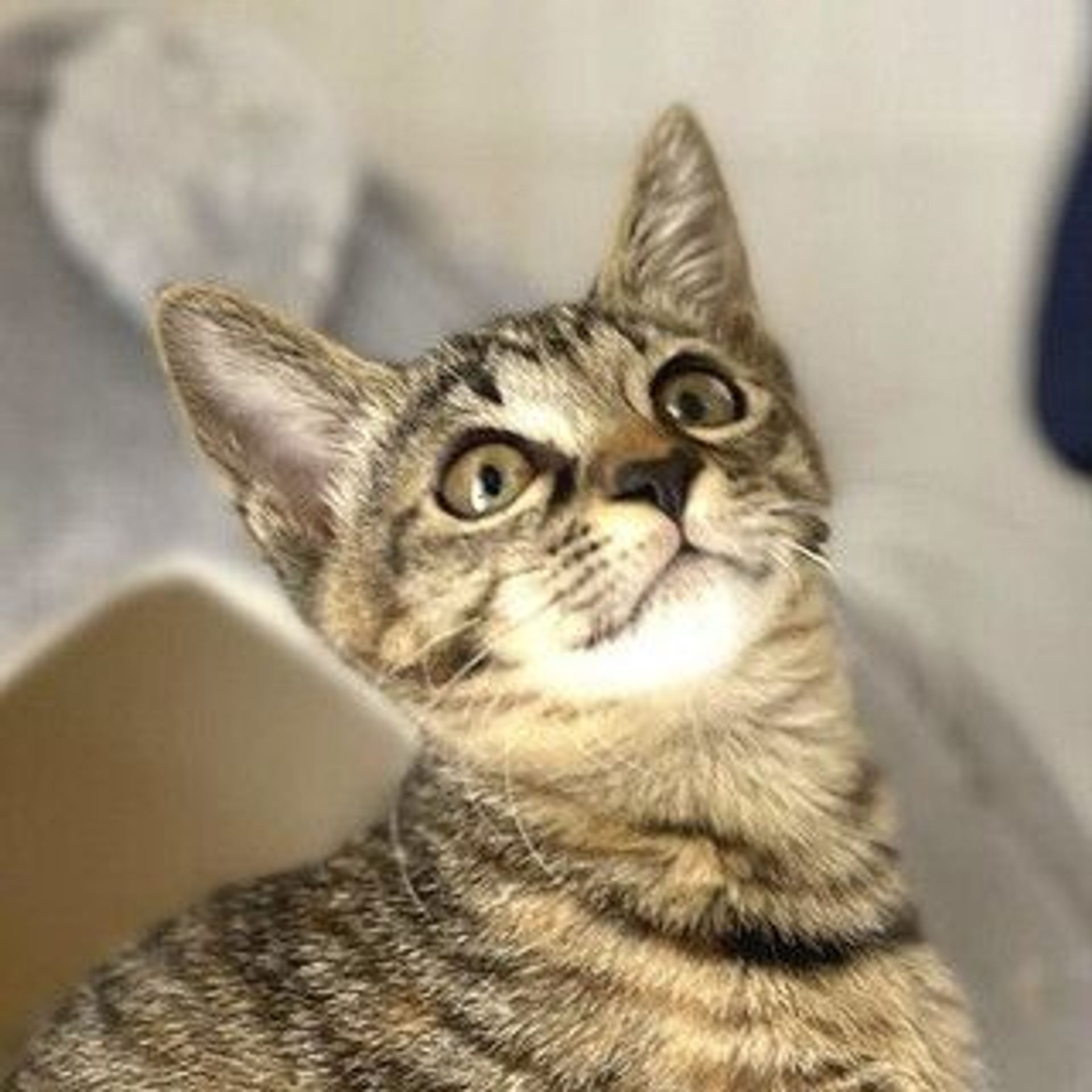 雑種（ミックス猫）・メスの里親募集の写真