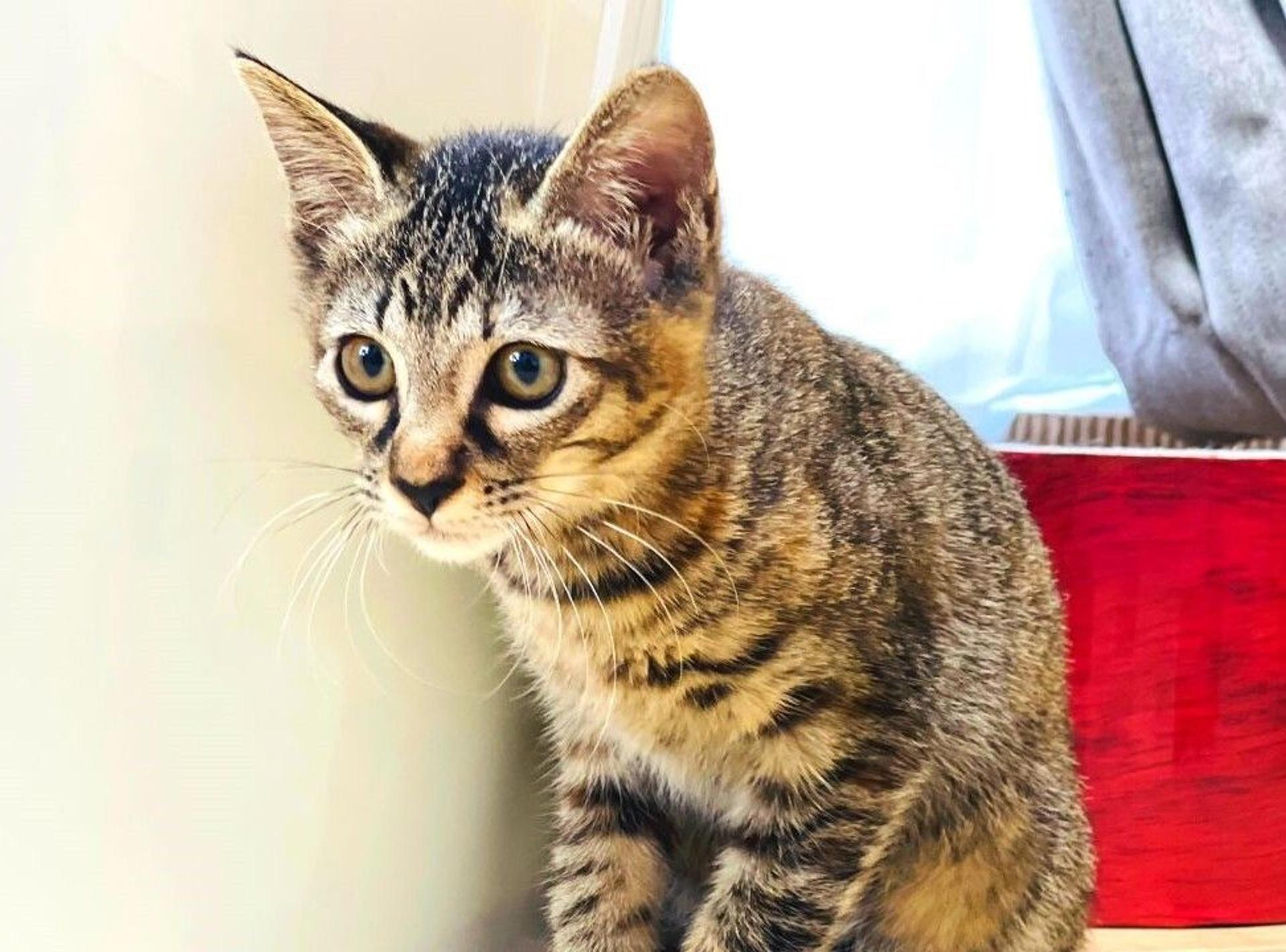pet-image-4