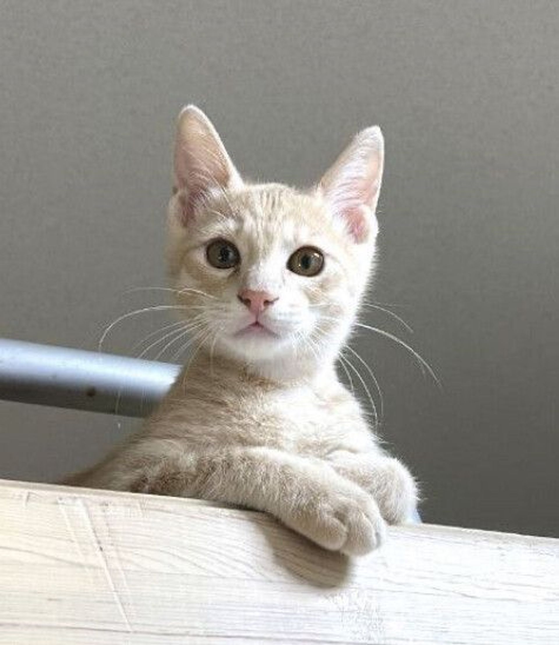 雑種（ミックス猫）・オスの里親募集の写真