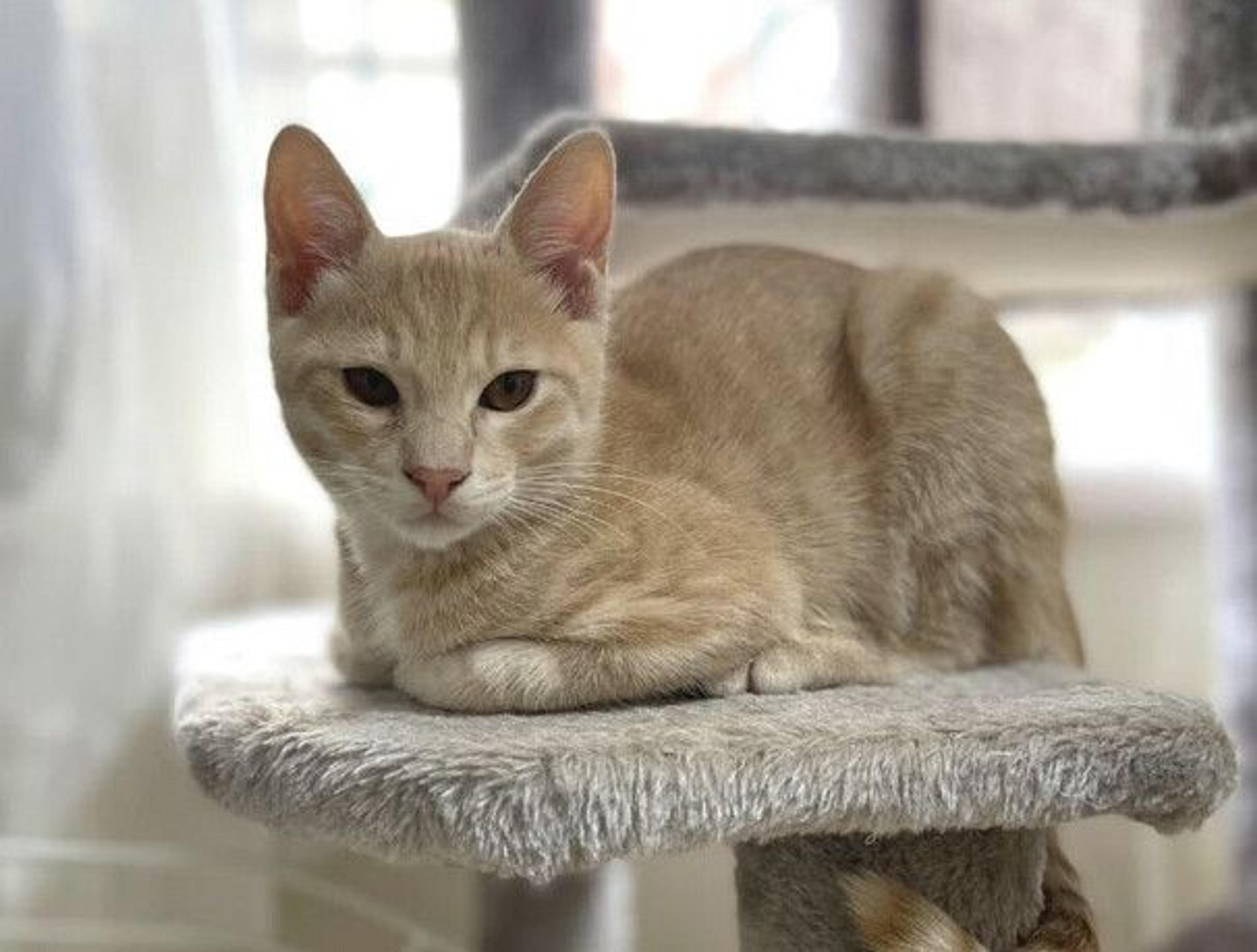 pet-image-2