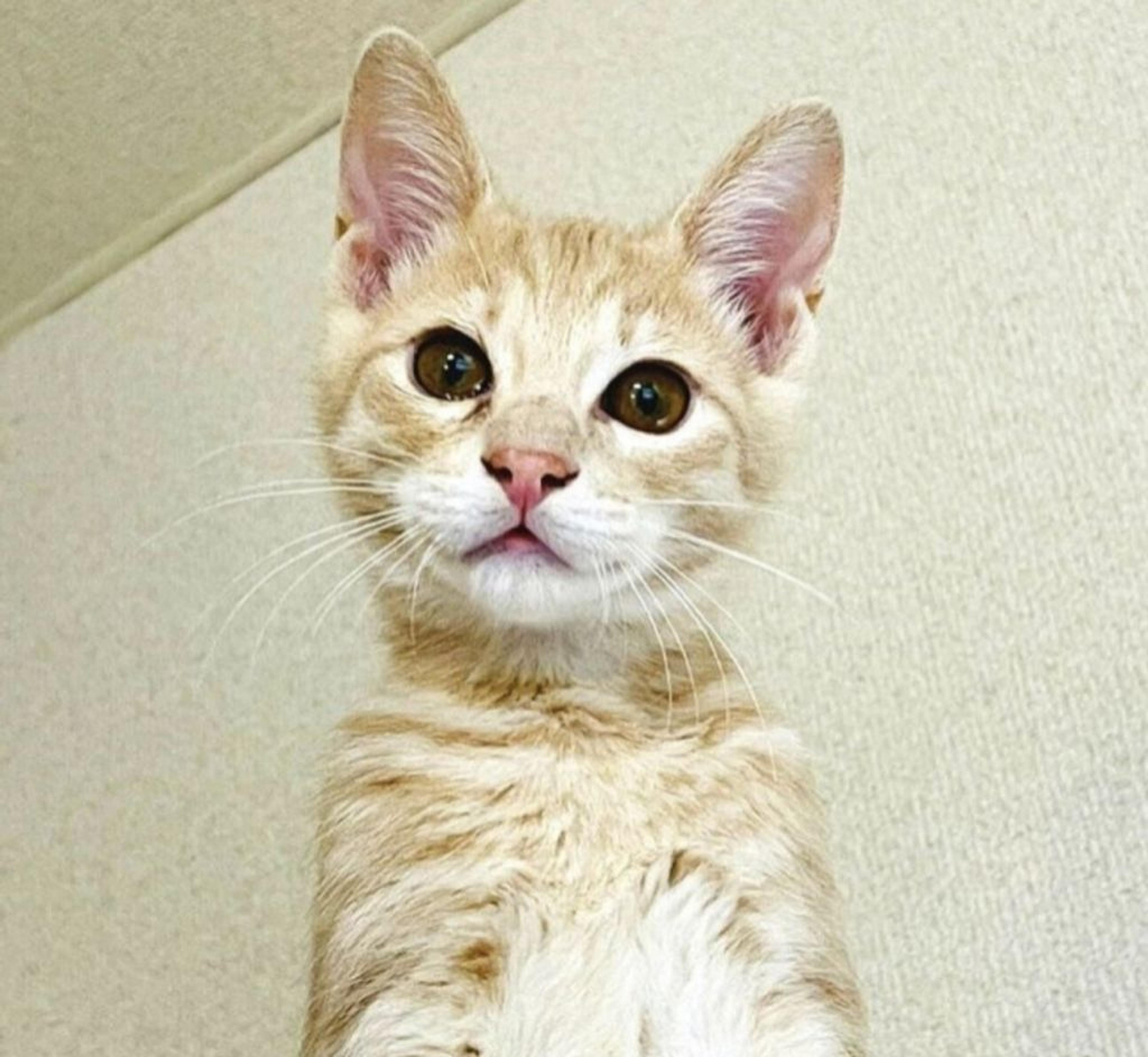 pet-image-3