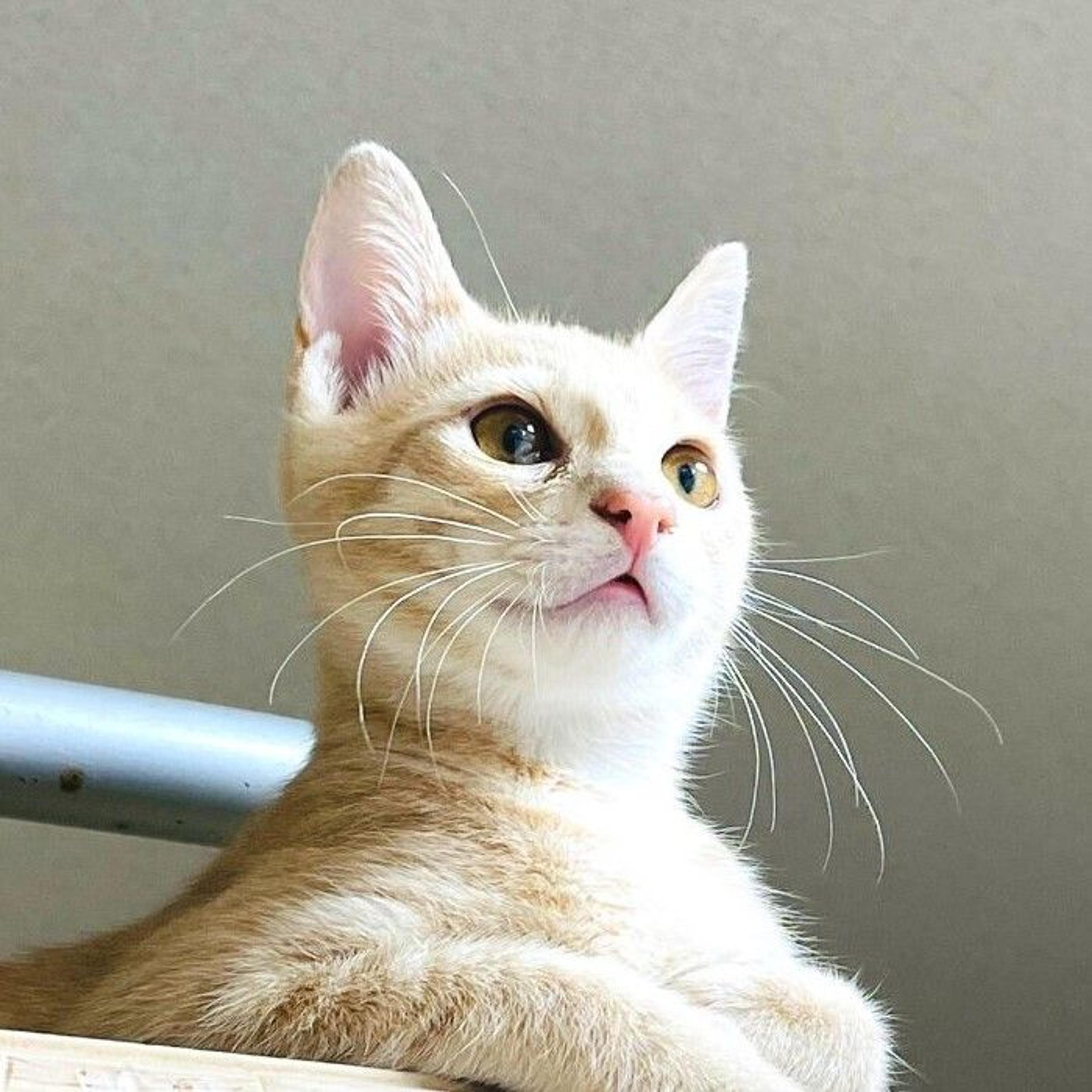 pet-image-4