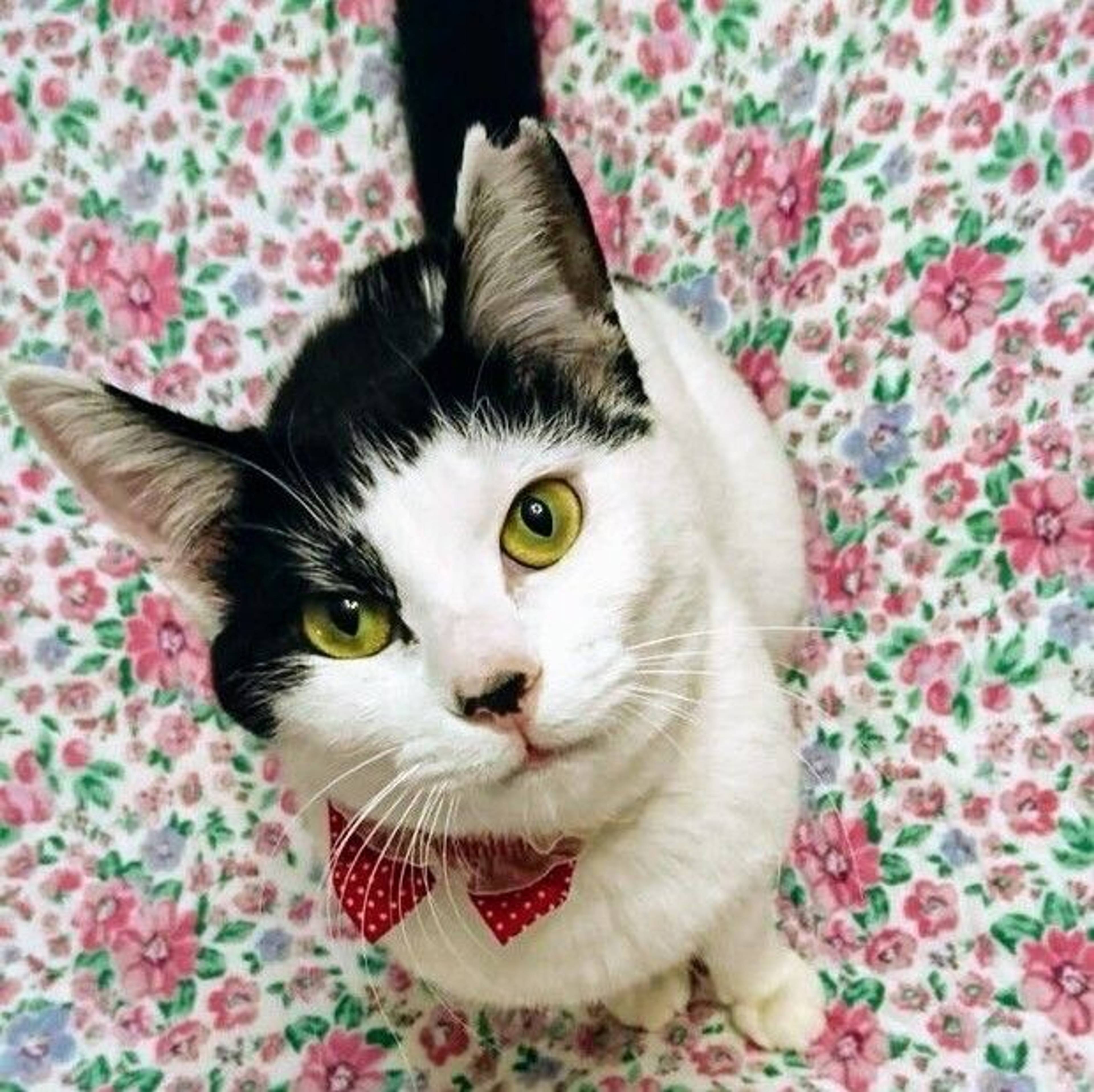 雑種（ミックス猫）・メスの里親募集の写真