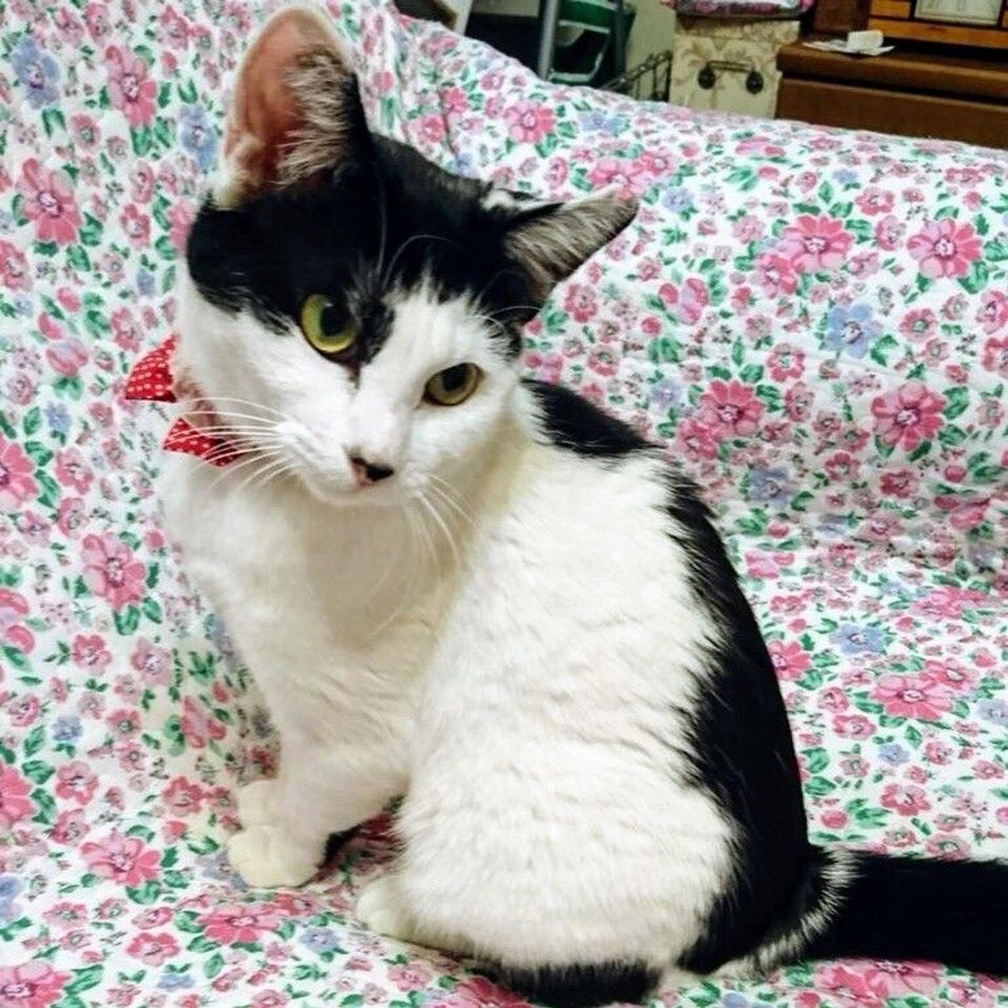 pet-image-2