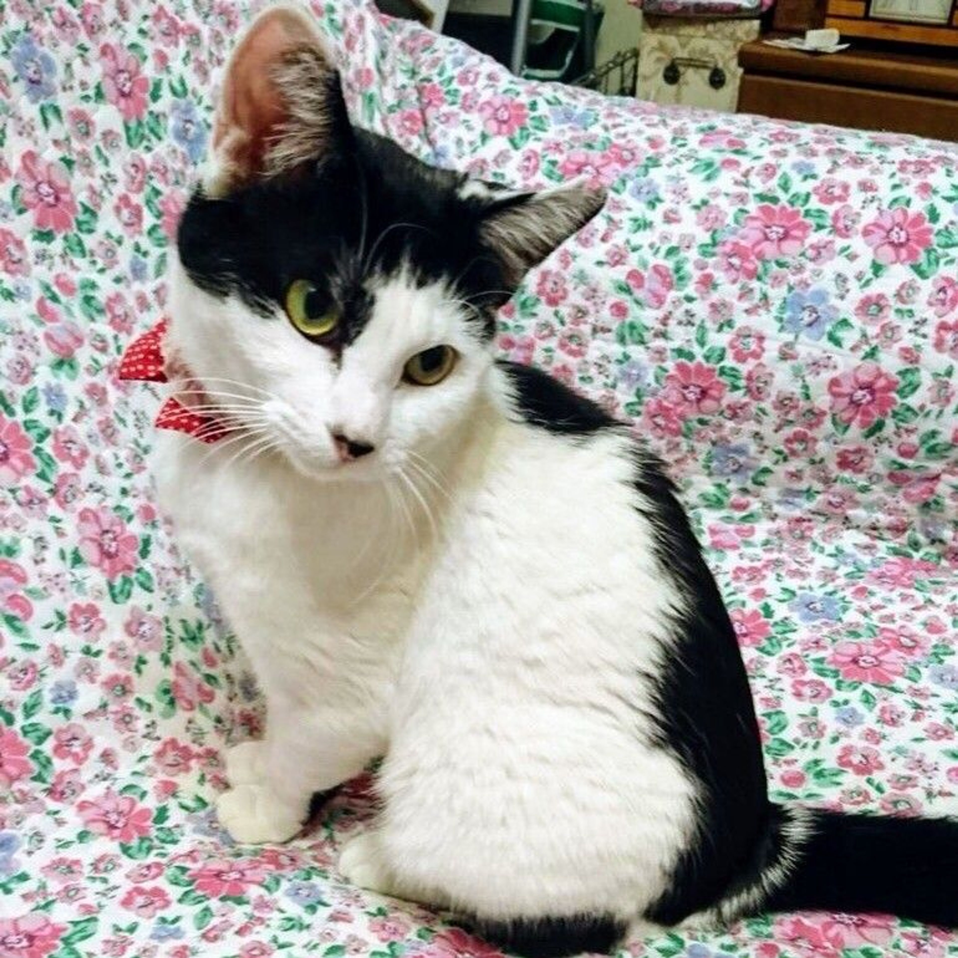 pet-image-2
