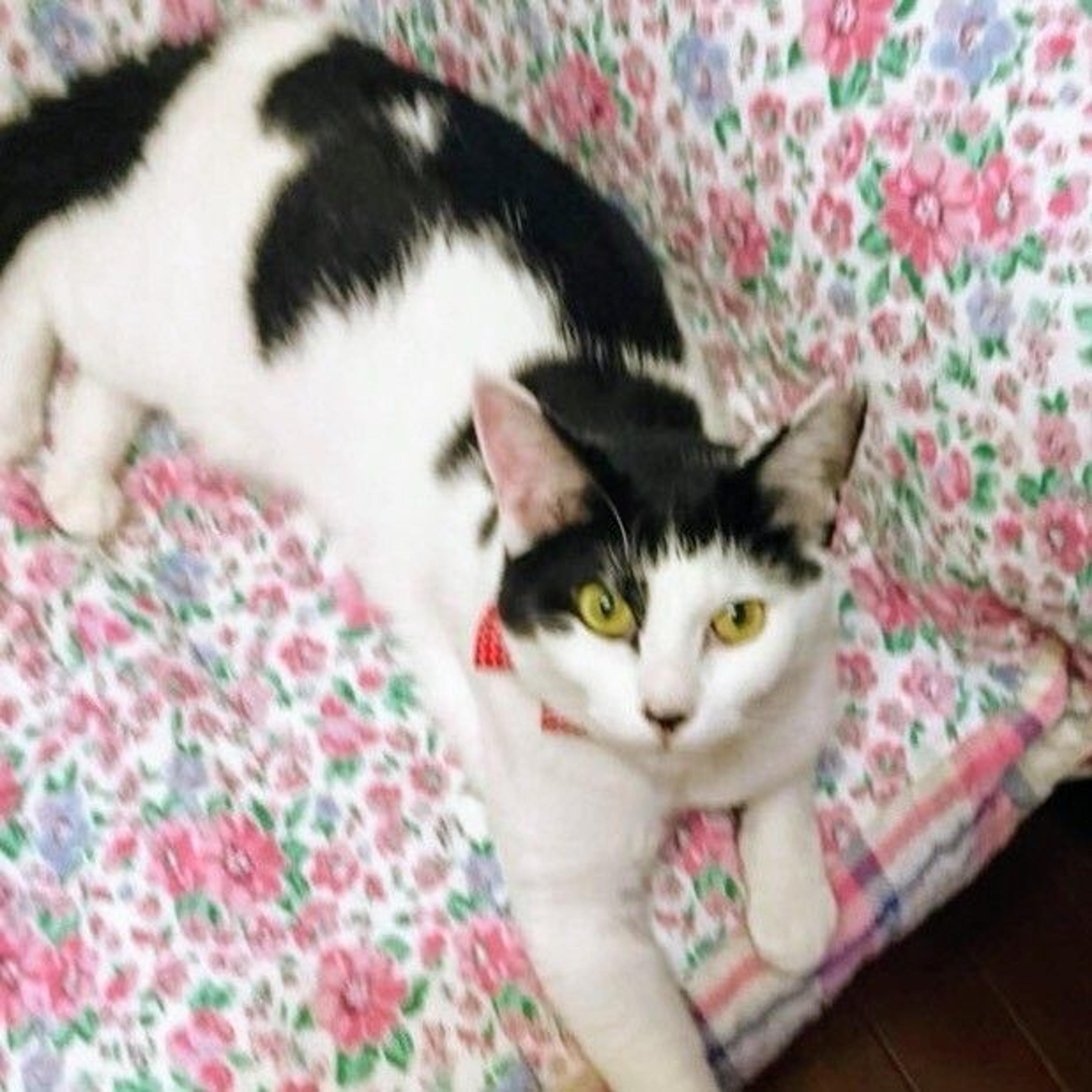 pet-image-3