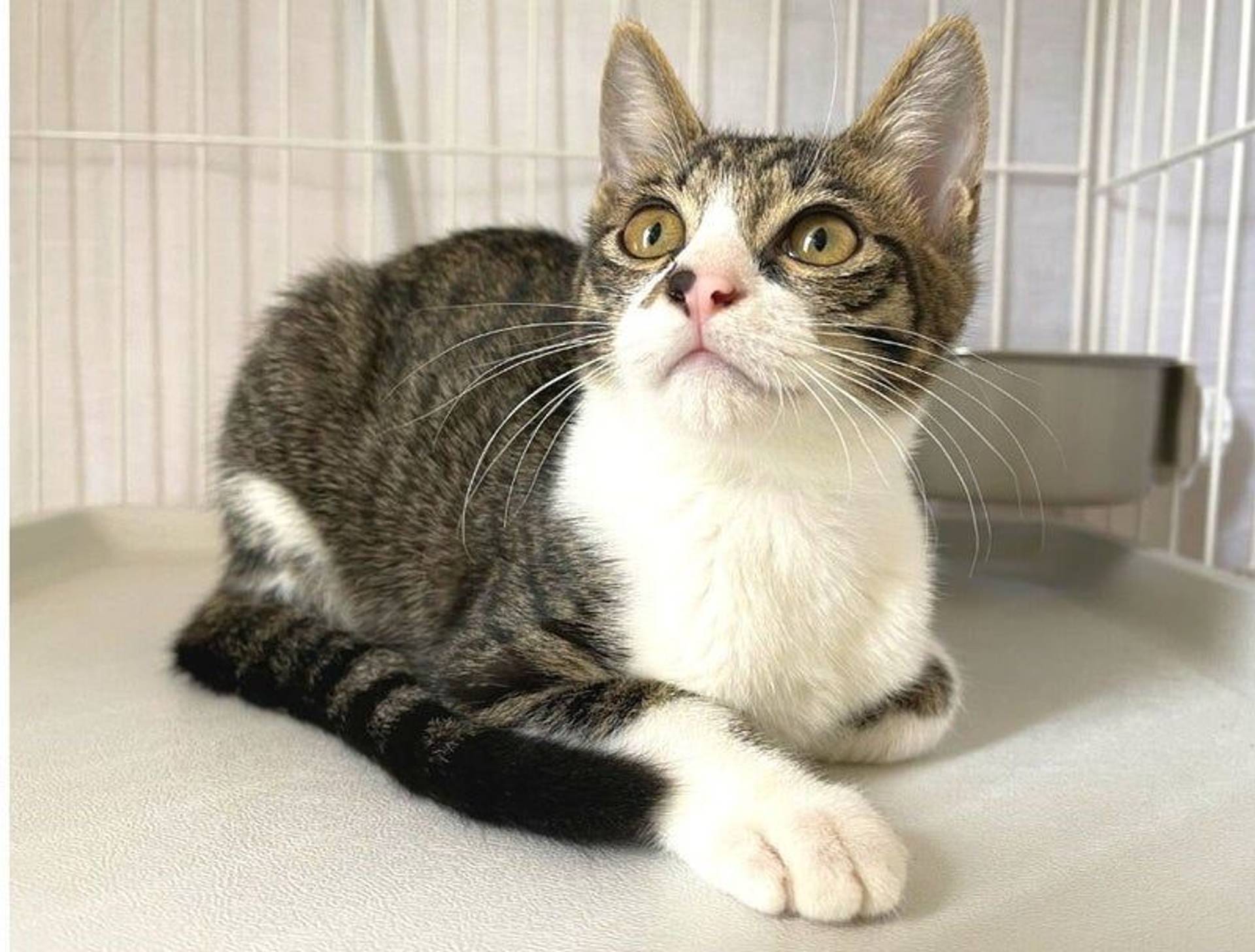 雑種（ミックス猫）・オスの里親募集の写真