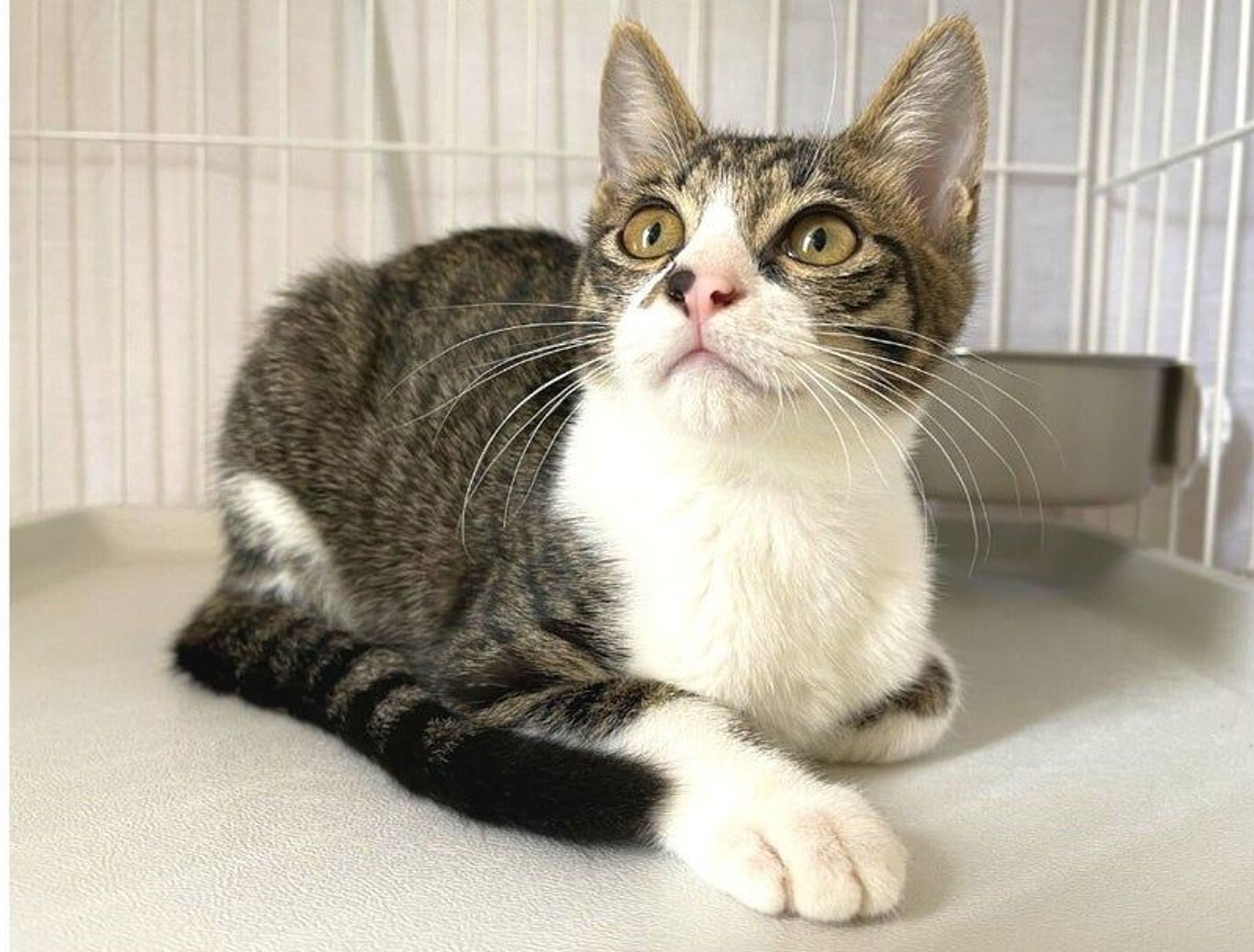 雑種（ミックス猫）・オスの里親募集の写真