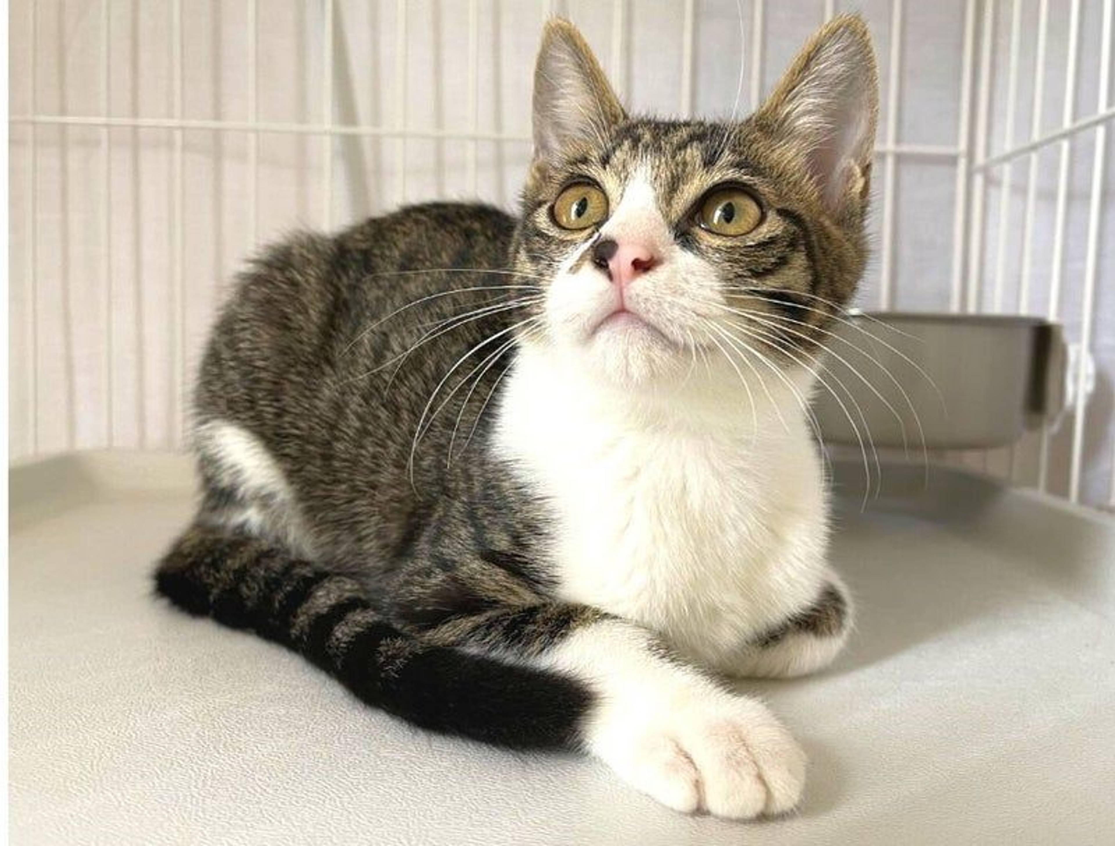 雑種（ミックス猫）・オスの里親募集の写真