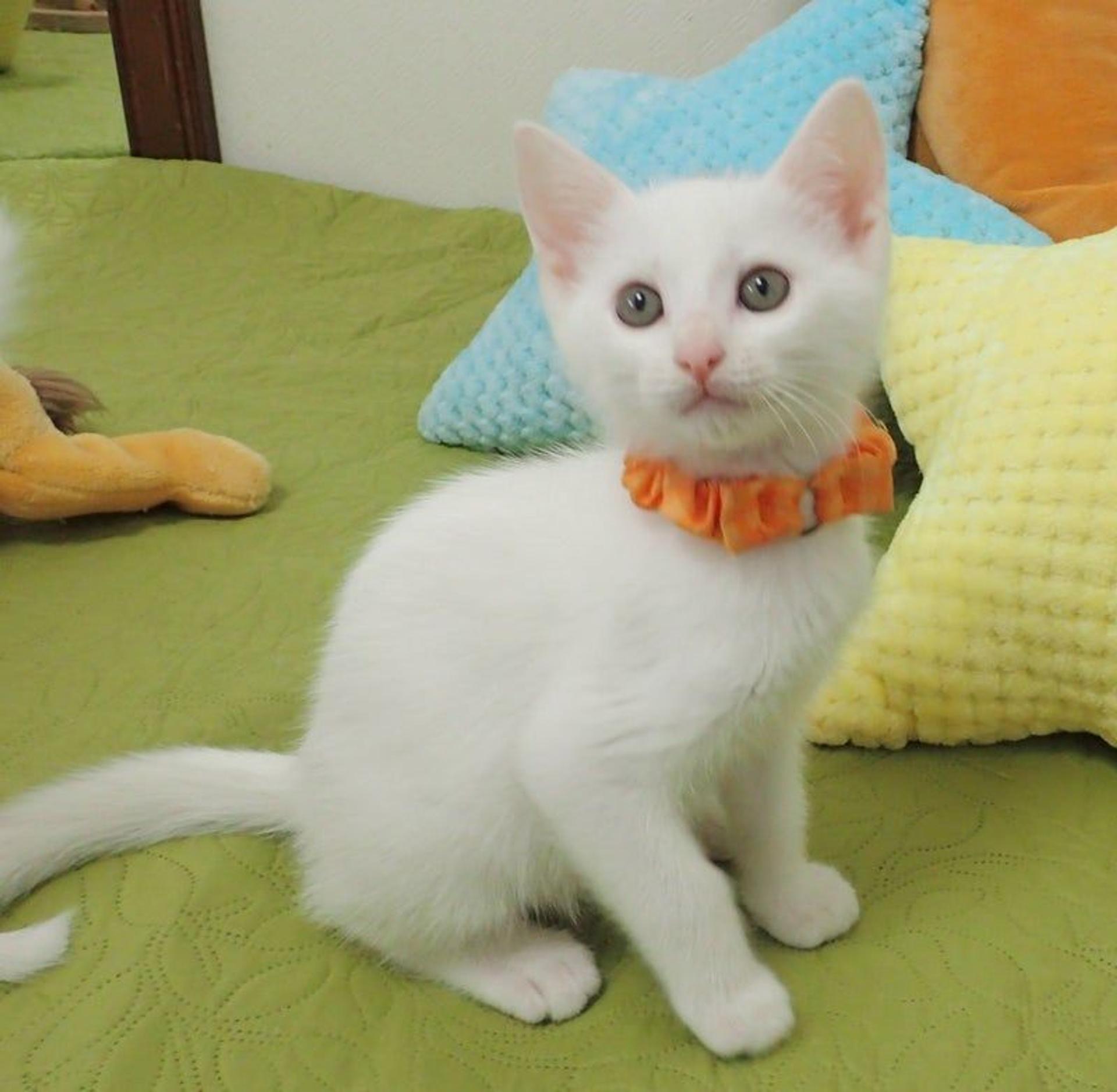 pet-image-2