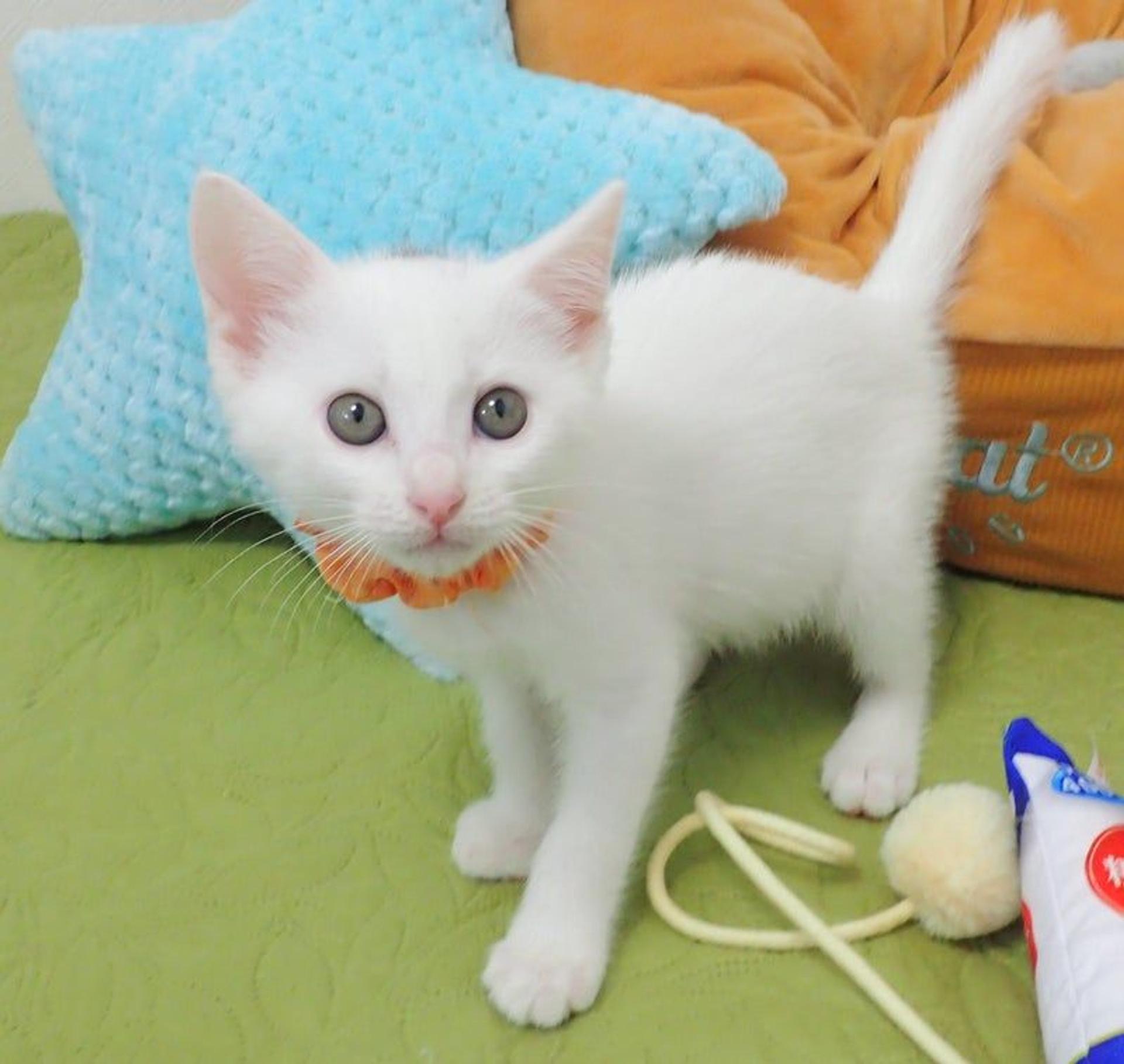 pet-image-4
