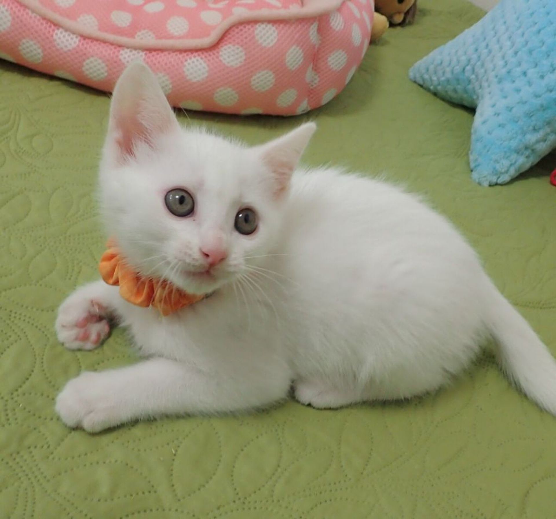 雑種（ミックス猫）・オスの里親募集の写真