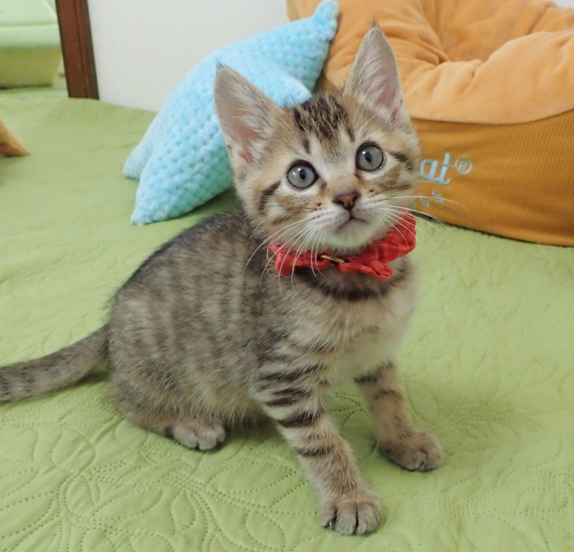 雑種（ミックス猫）・オスの里親募集の写真