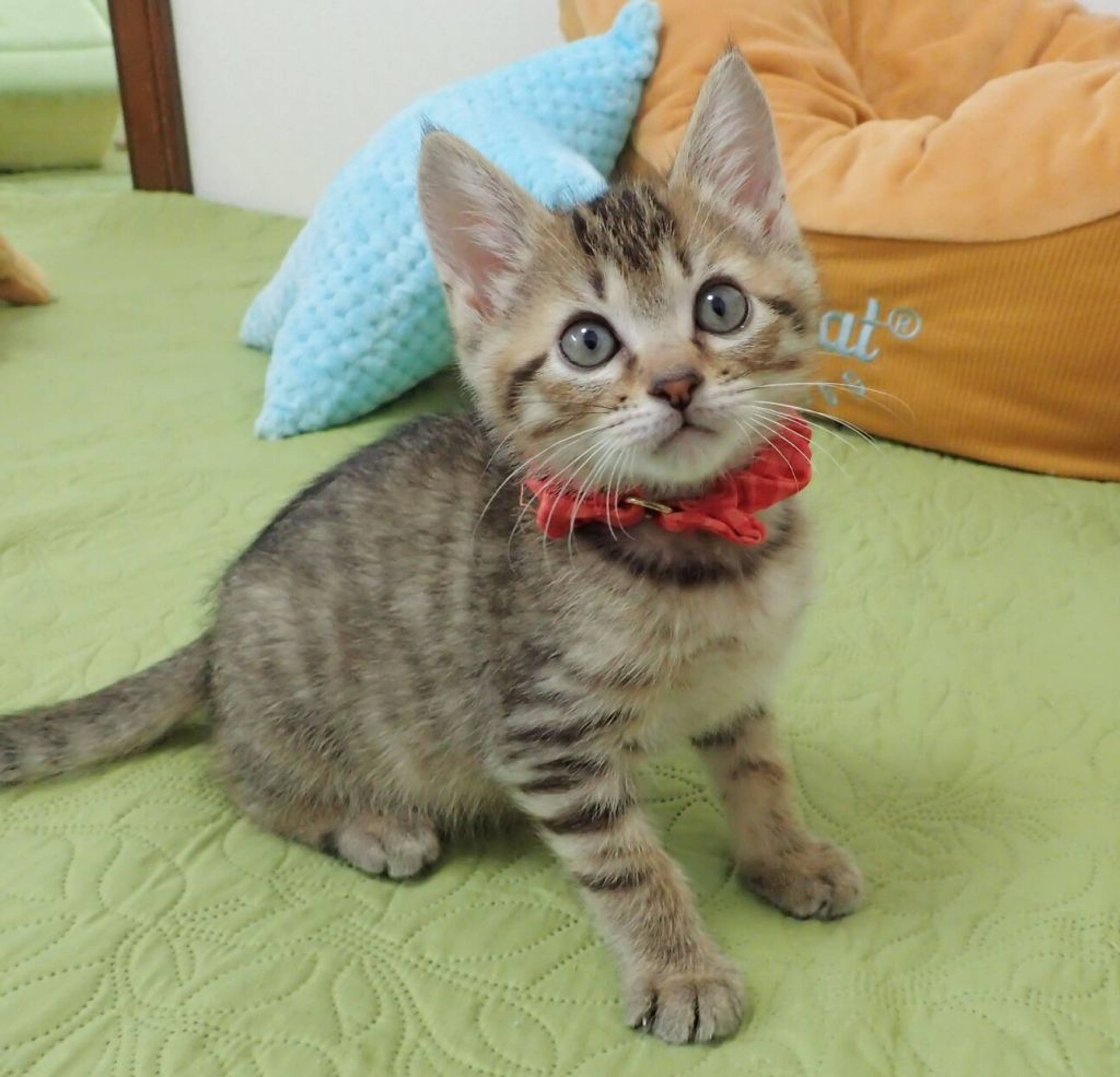 雑種（ミックス猫）・オスの里親募集の写真