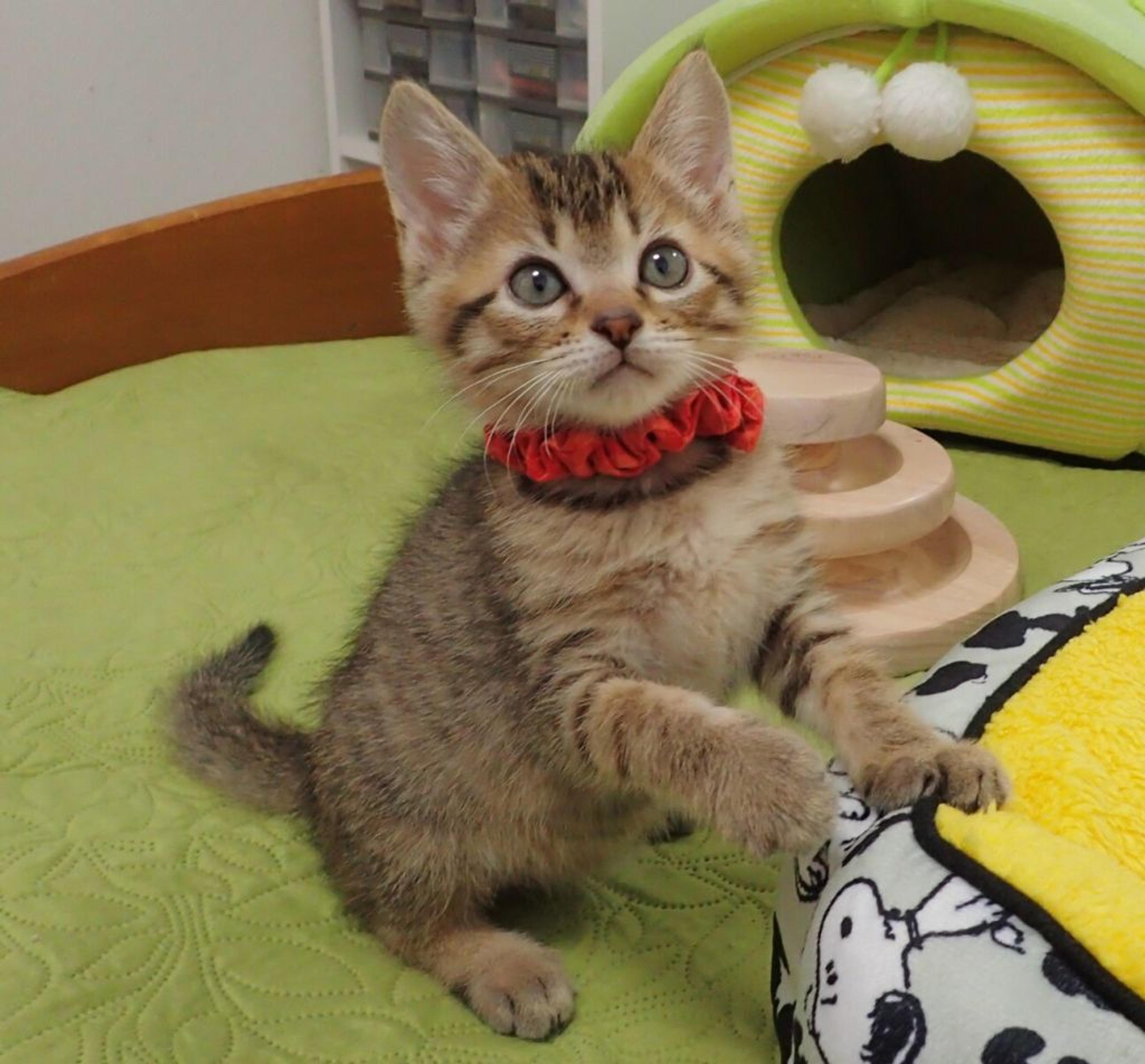 pet-image-2