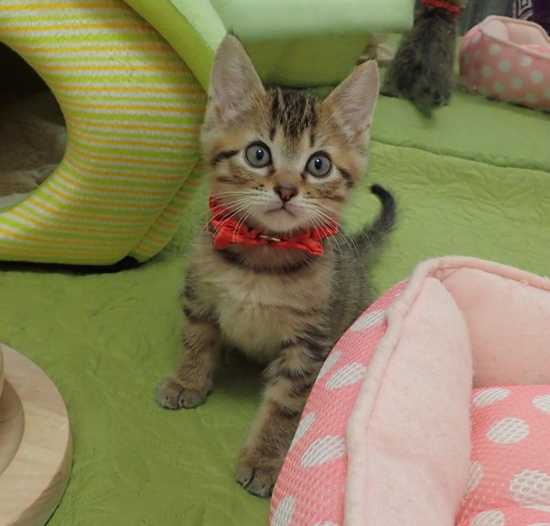 pet-image-3