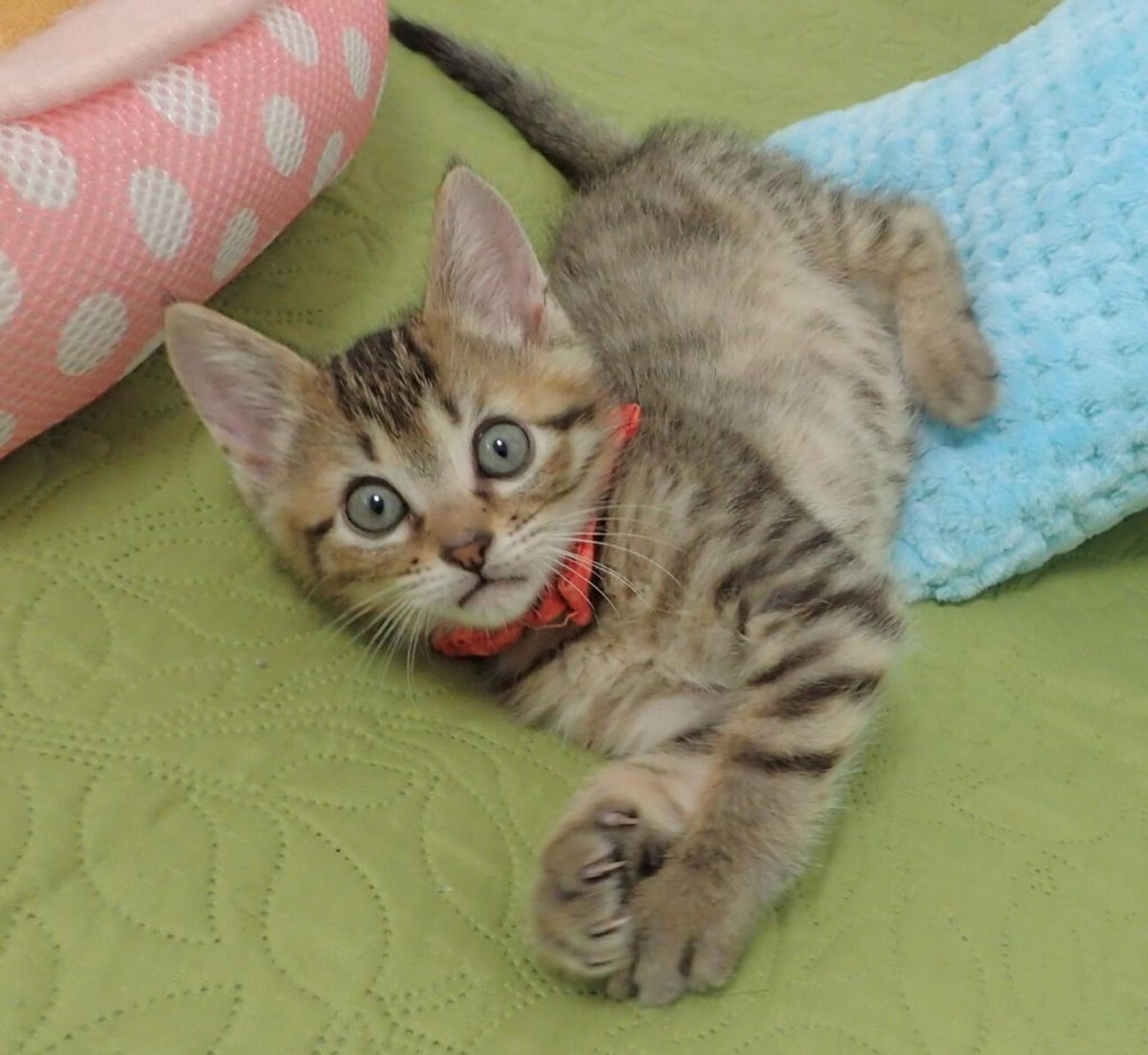 pet-image-5
