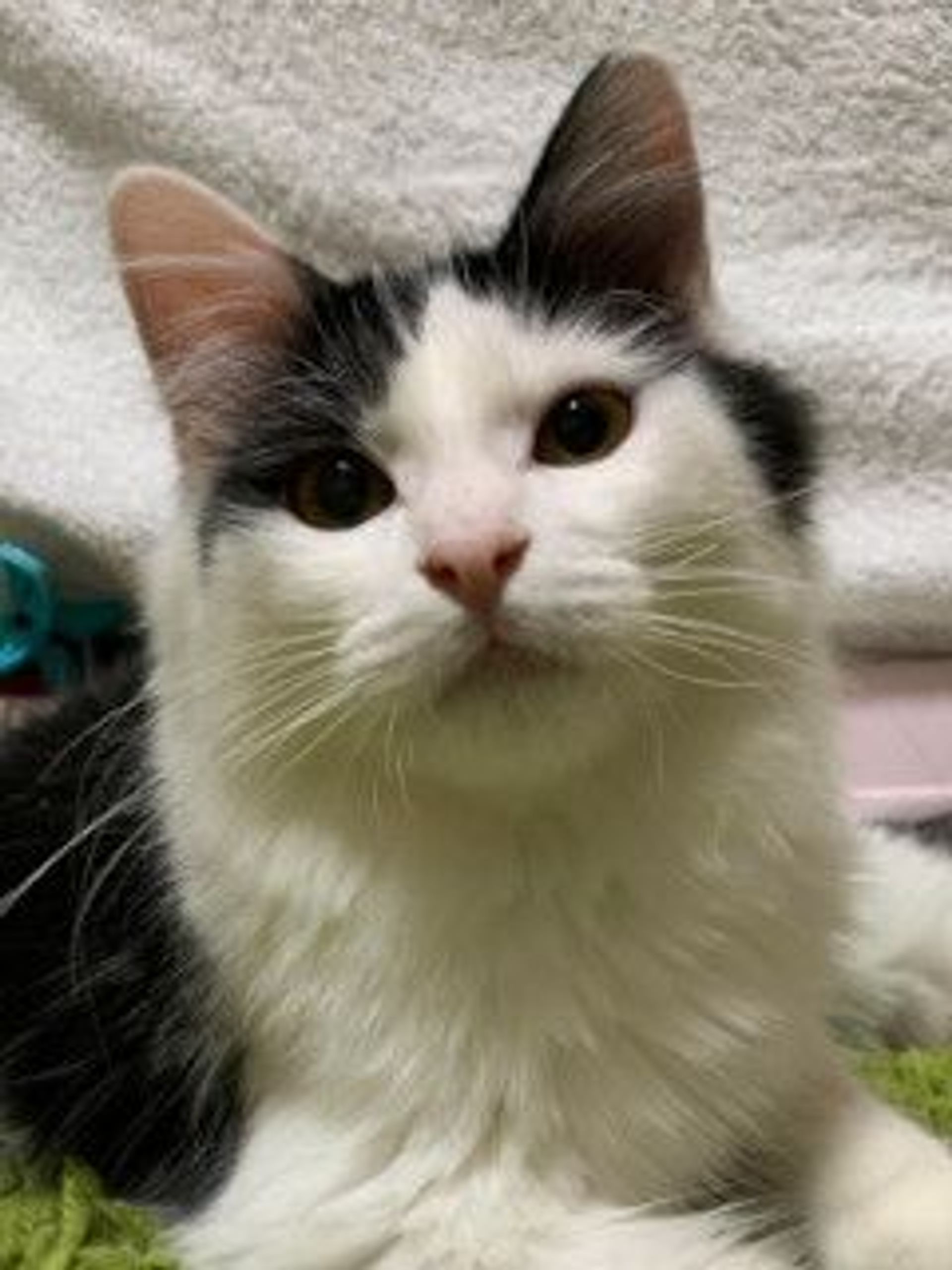 雑種（ミックス猫）・オスの里親募集の写真