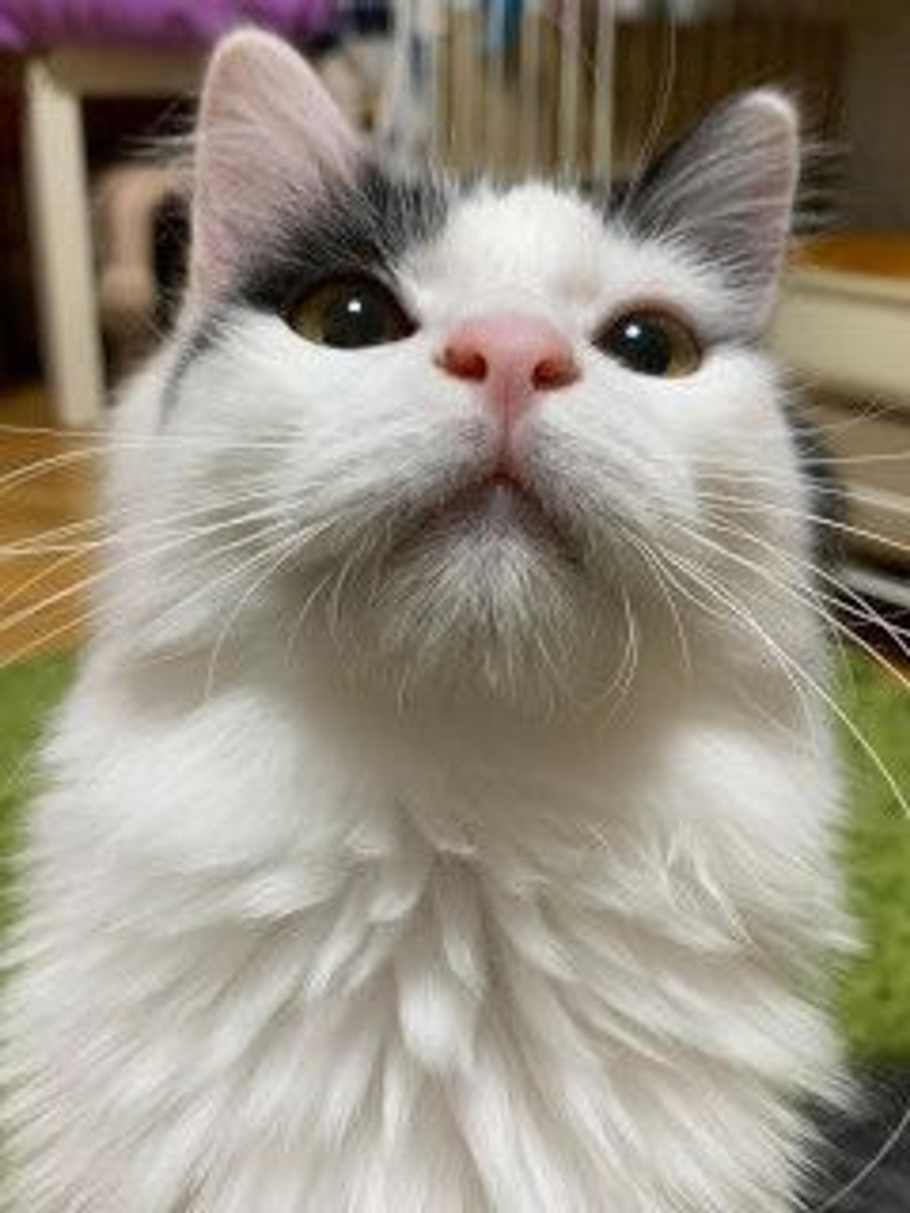 pet-image-3