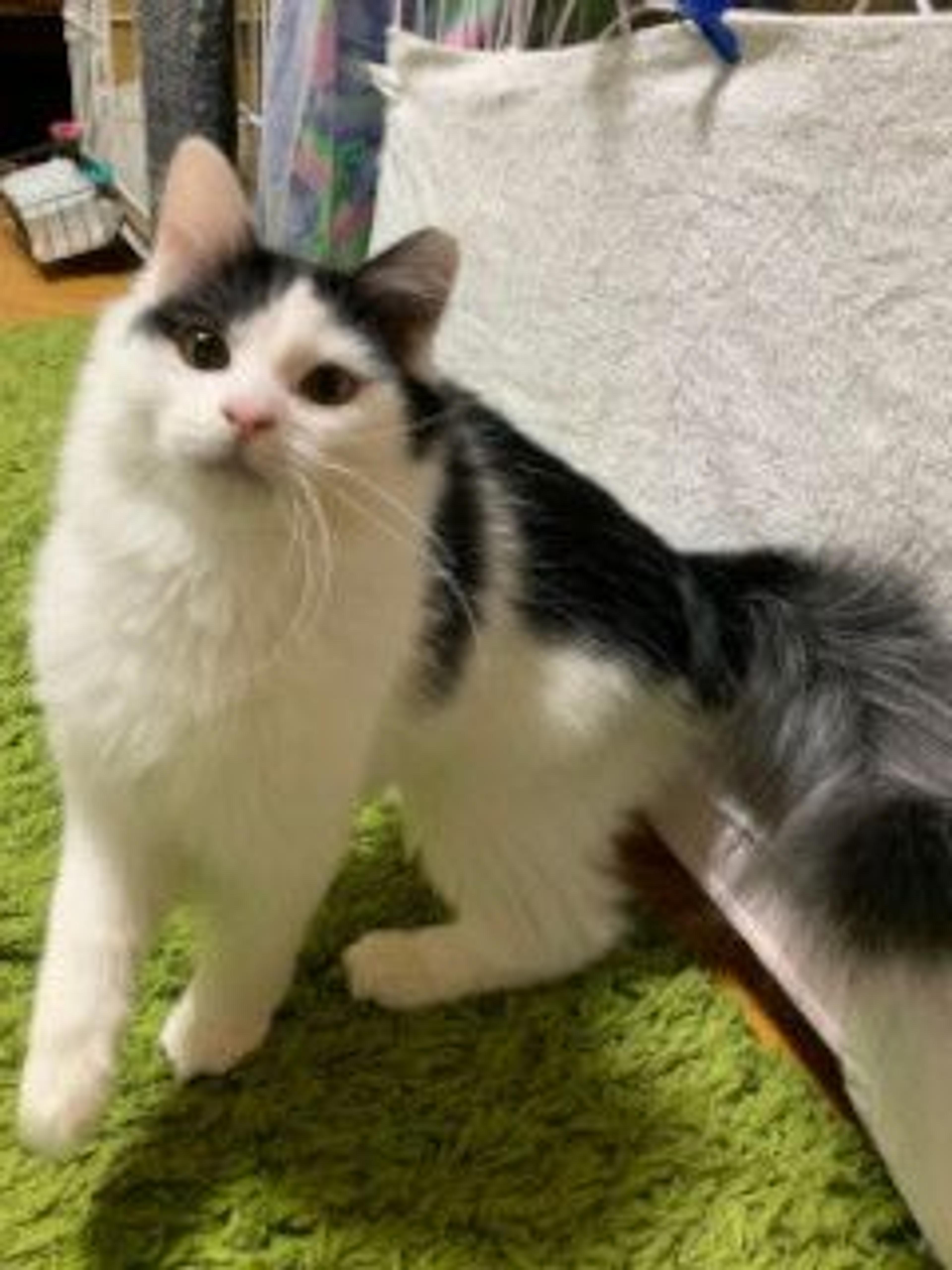 pet-image-6