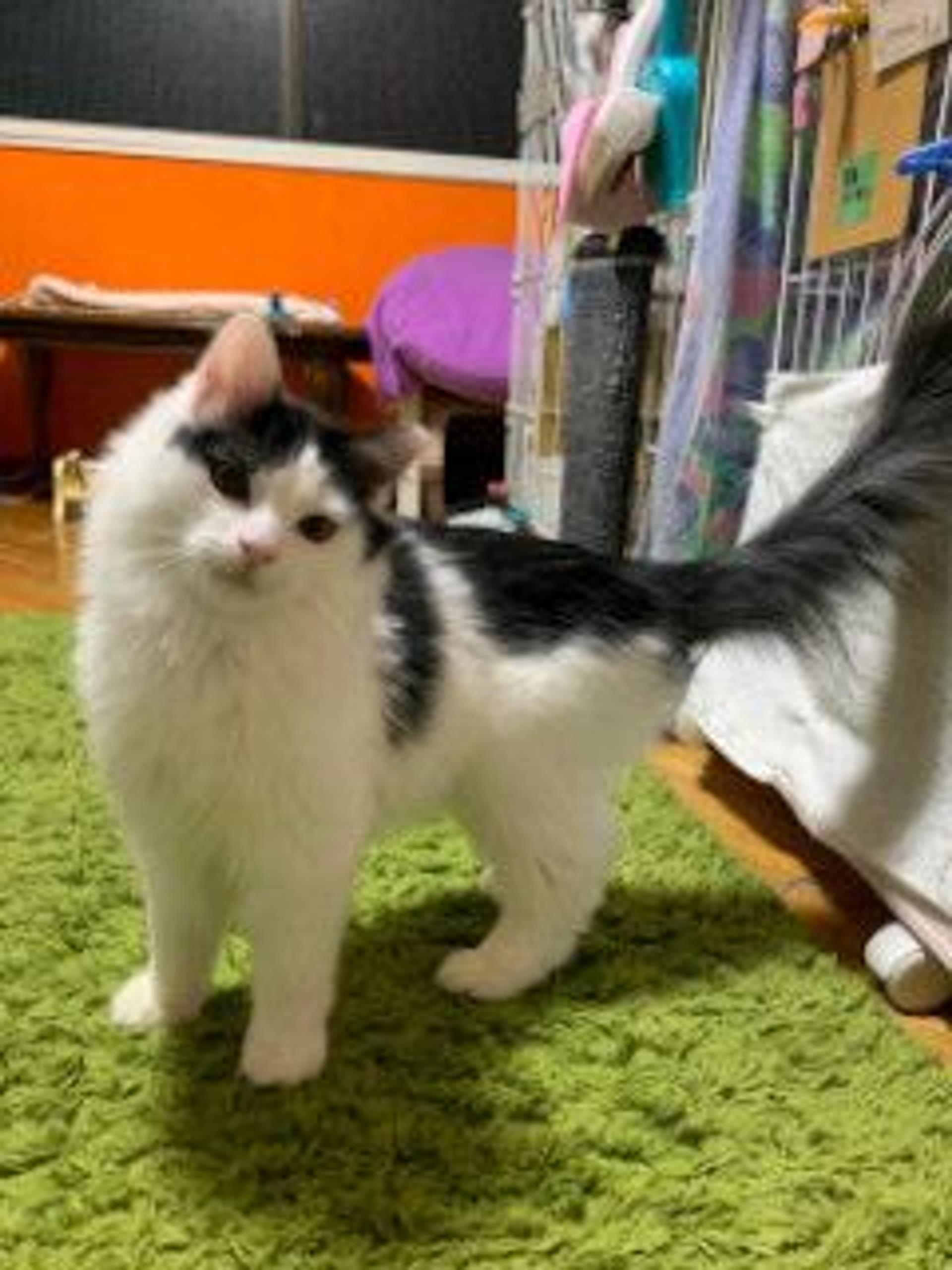 pet-image-8