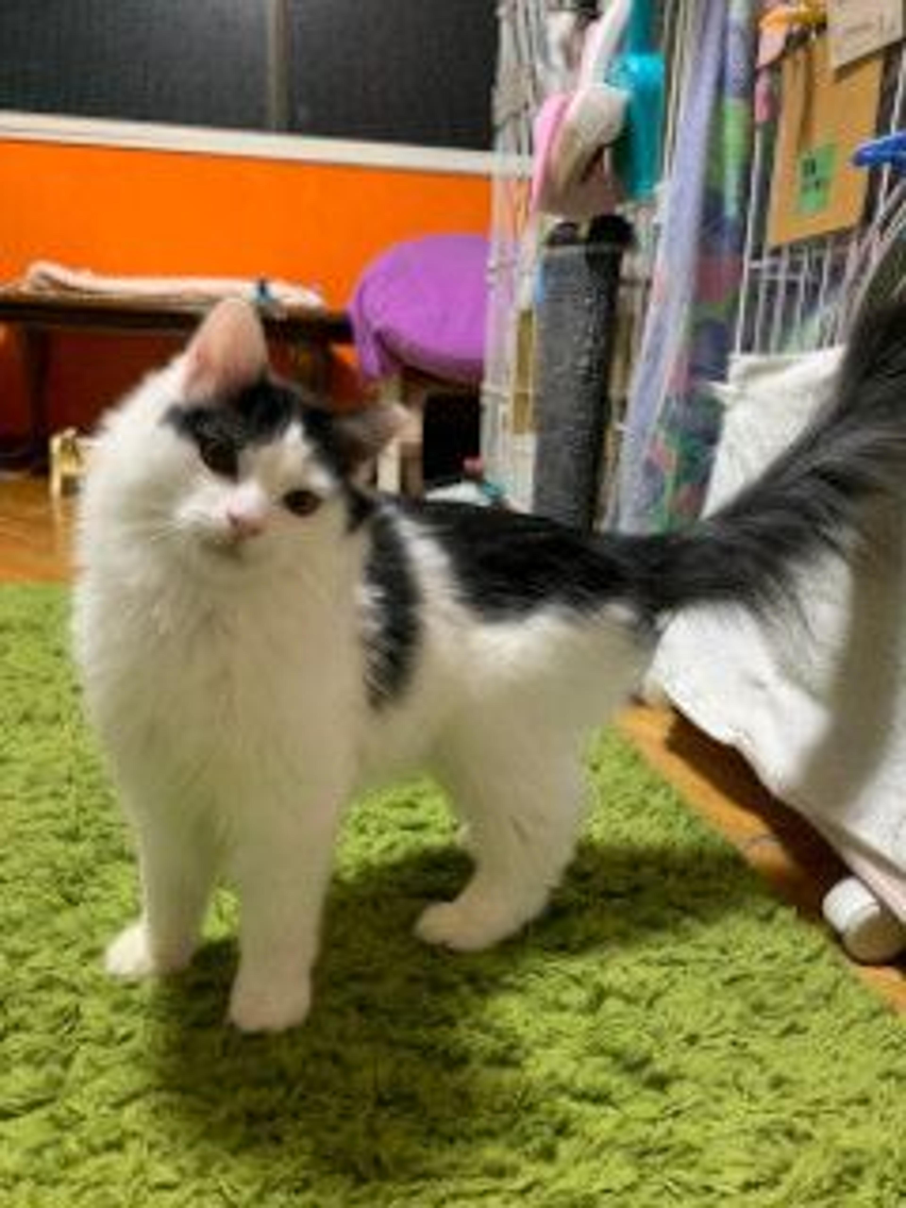 pet-image-8