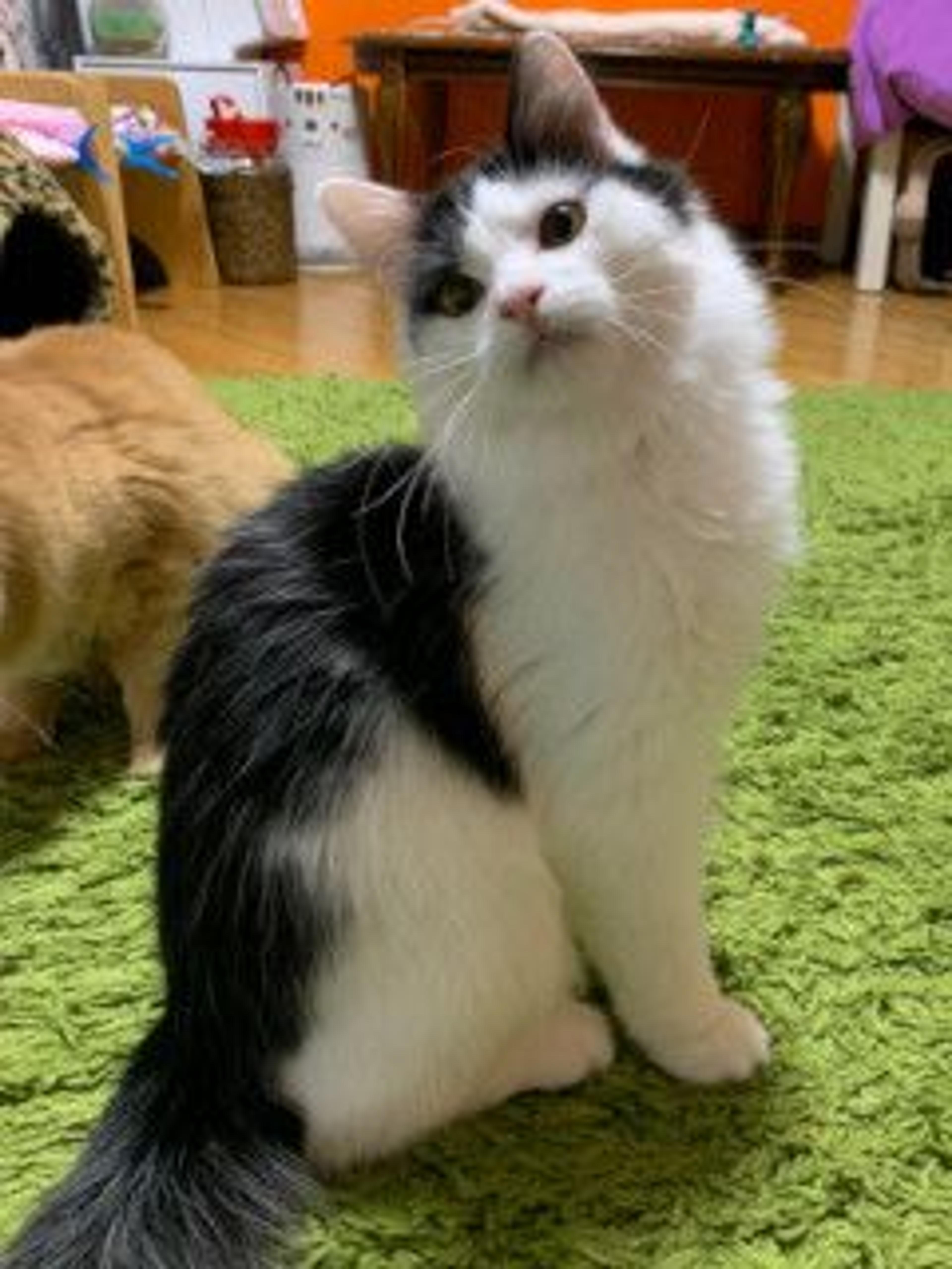 pet-image-10