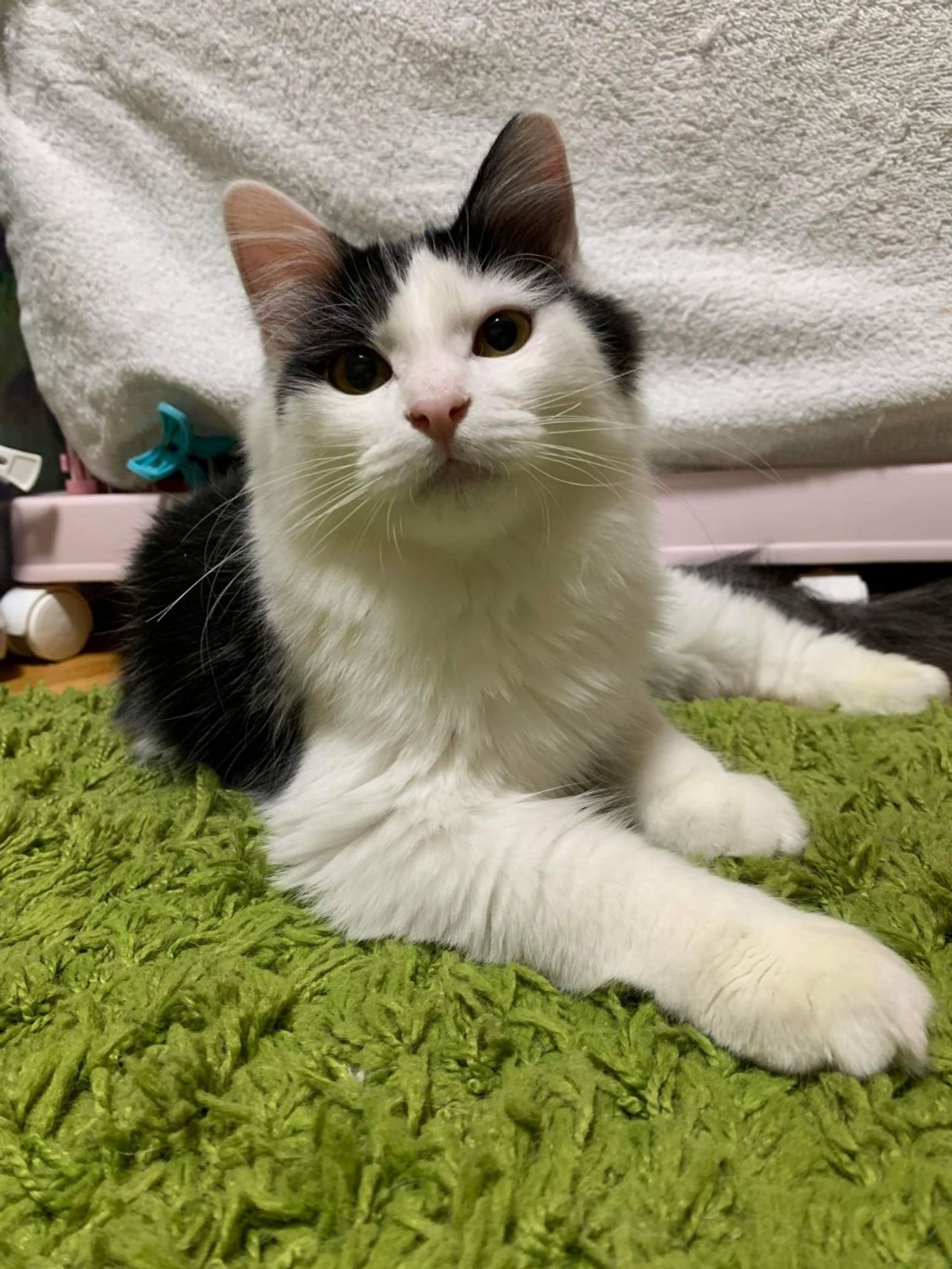 雑種（ミックス猫）・オスの里親募集の写真