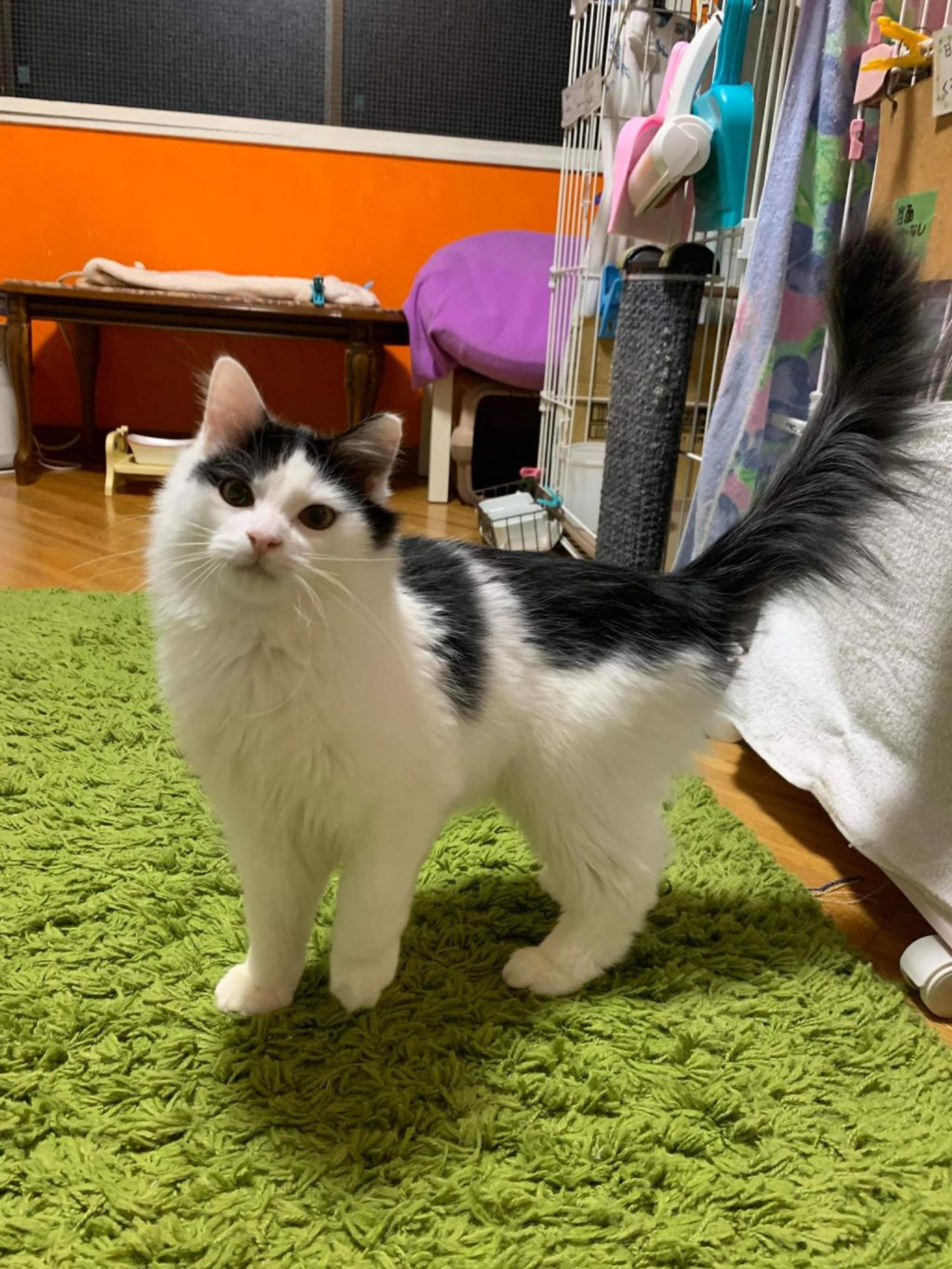 pet-image-4