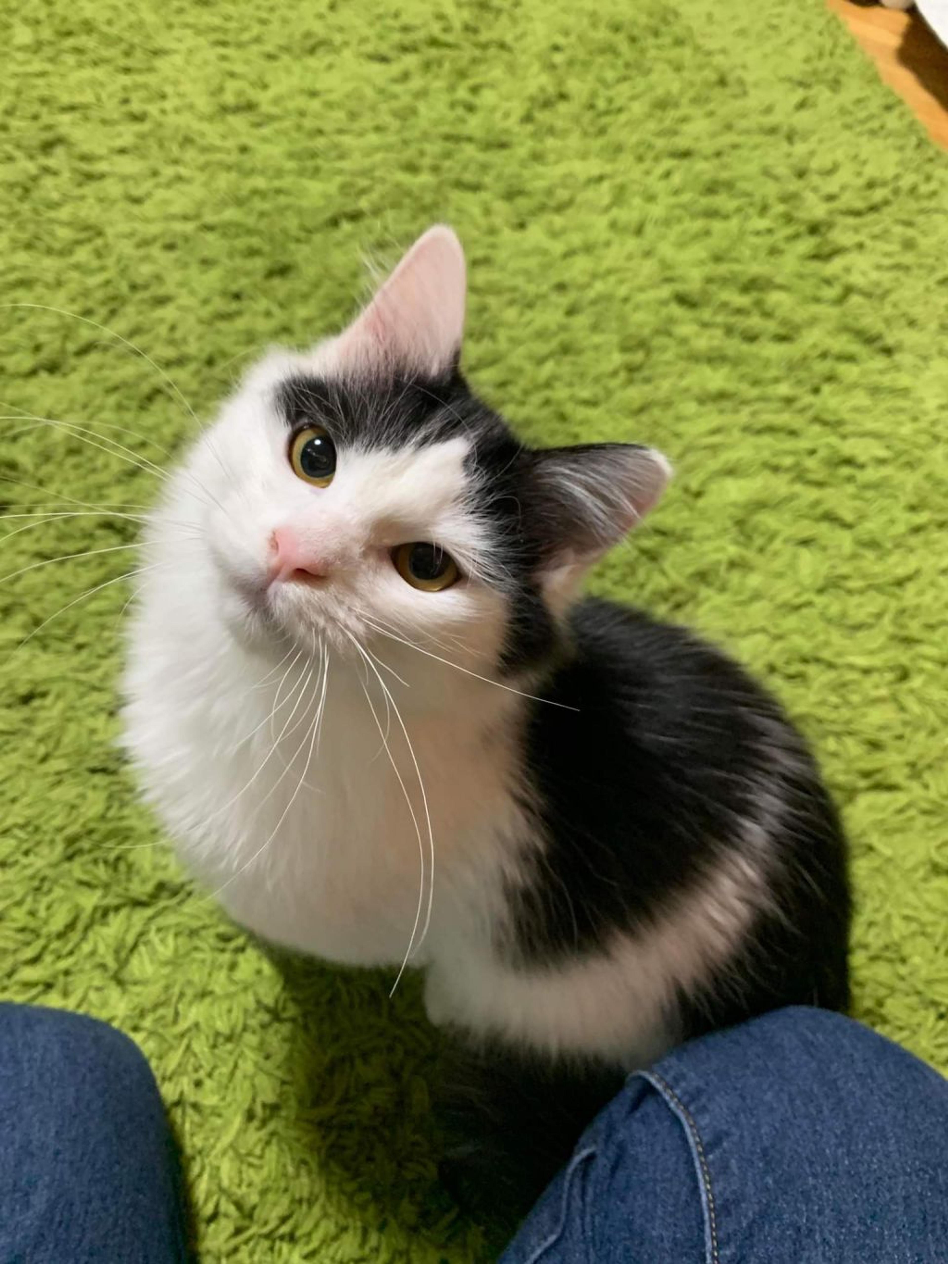 pet-image-5