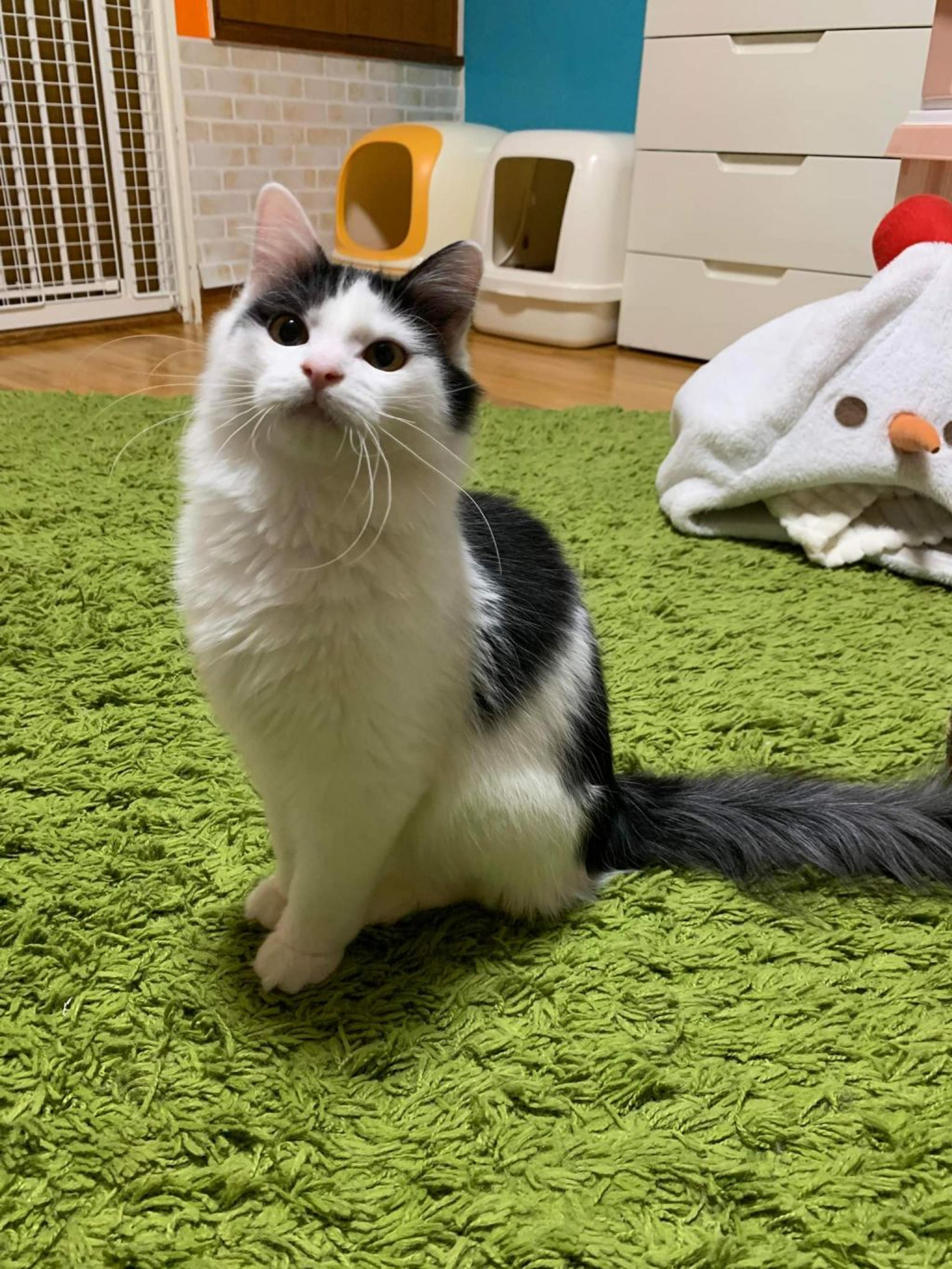 pet-image-7