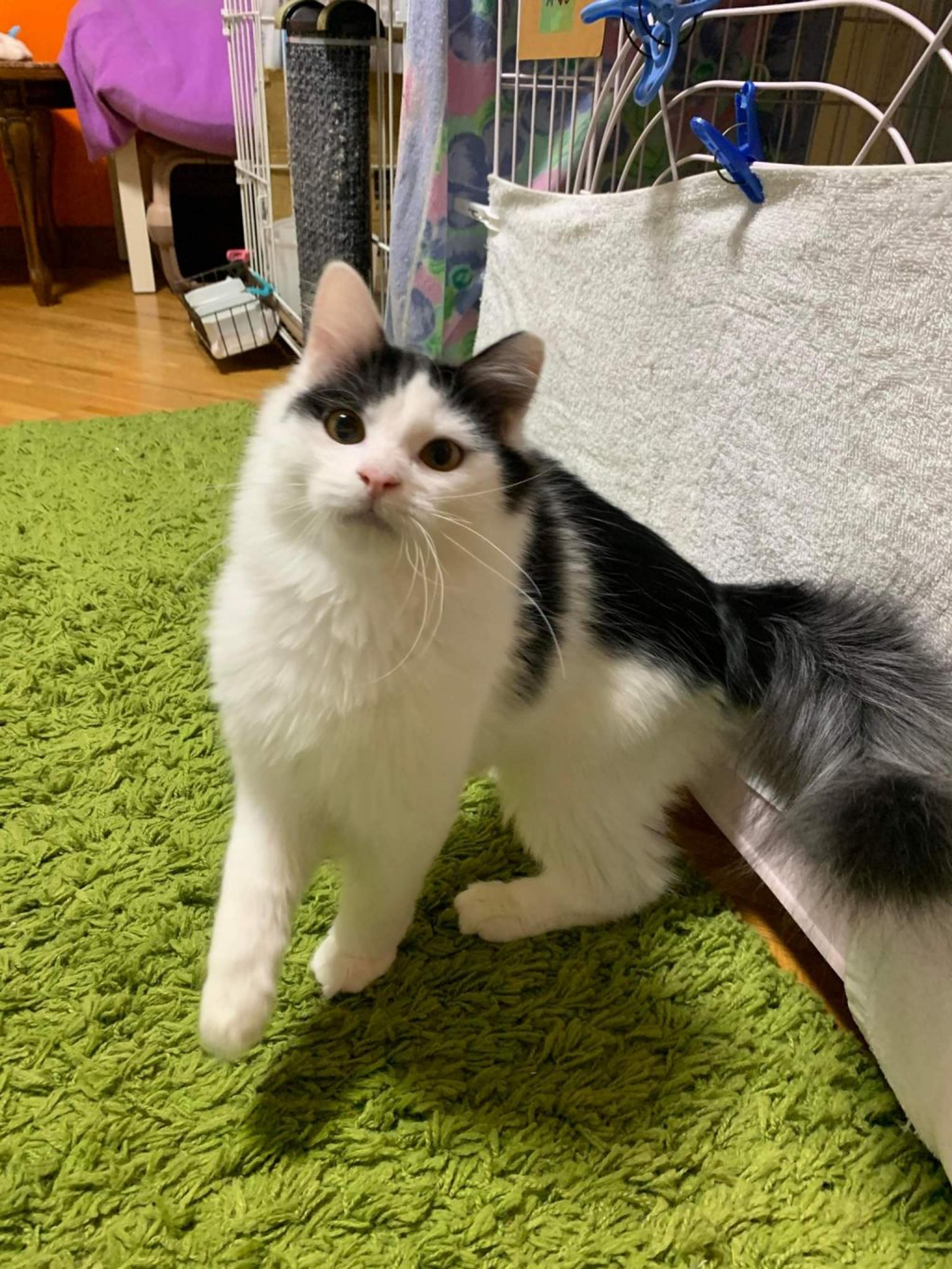 pet-image-9