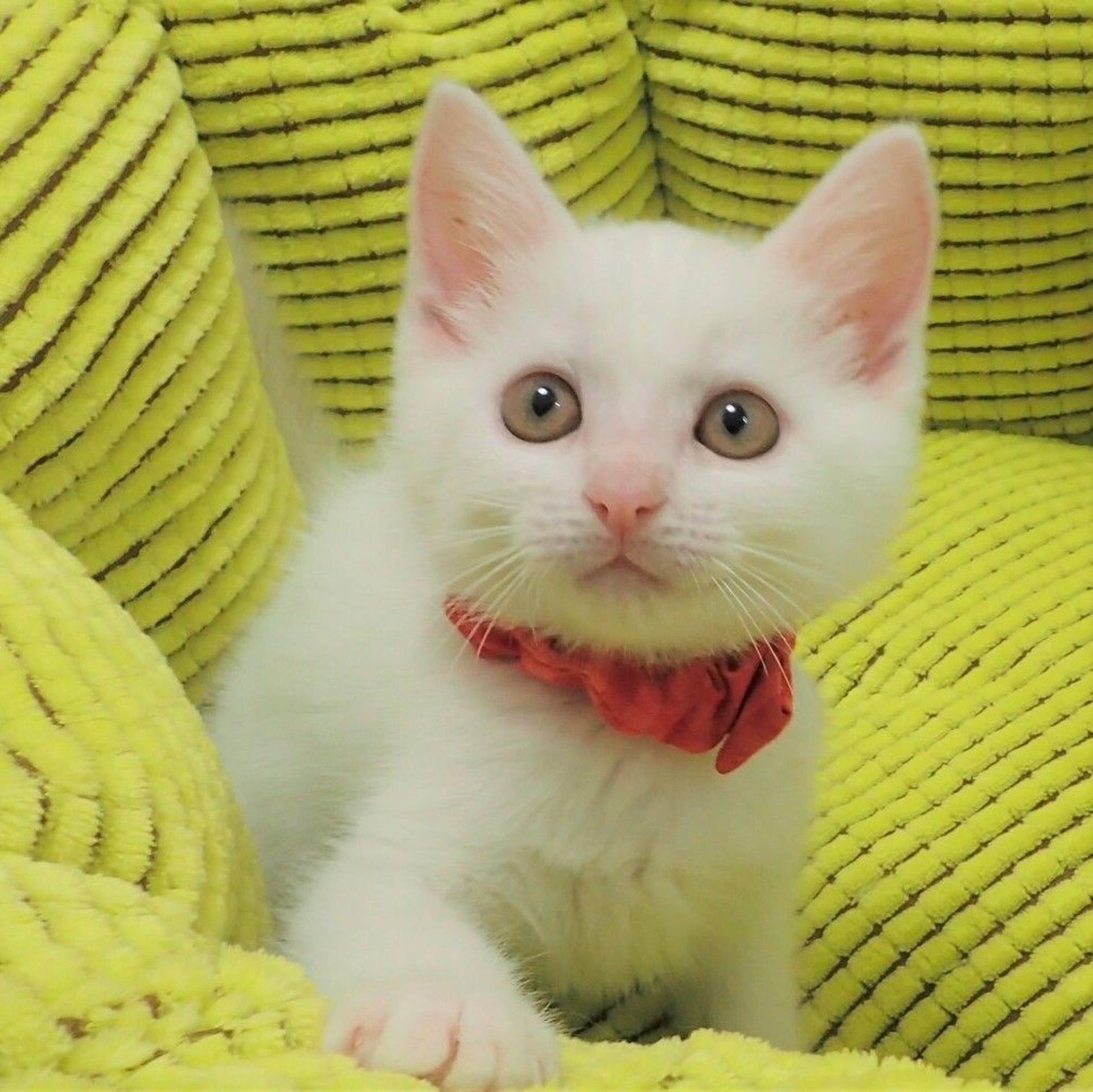 雑種（ミックス猫）・メスの里親募集の写真
