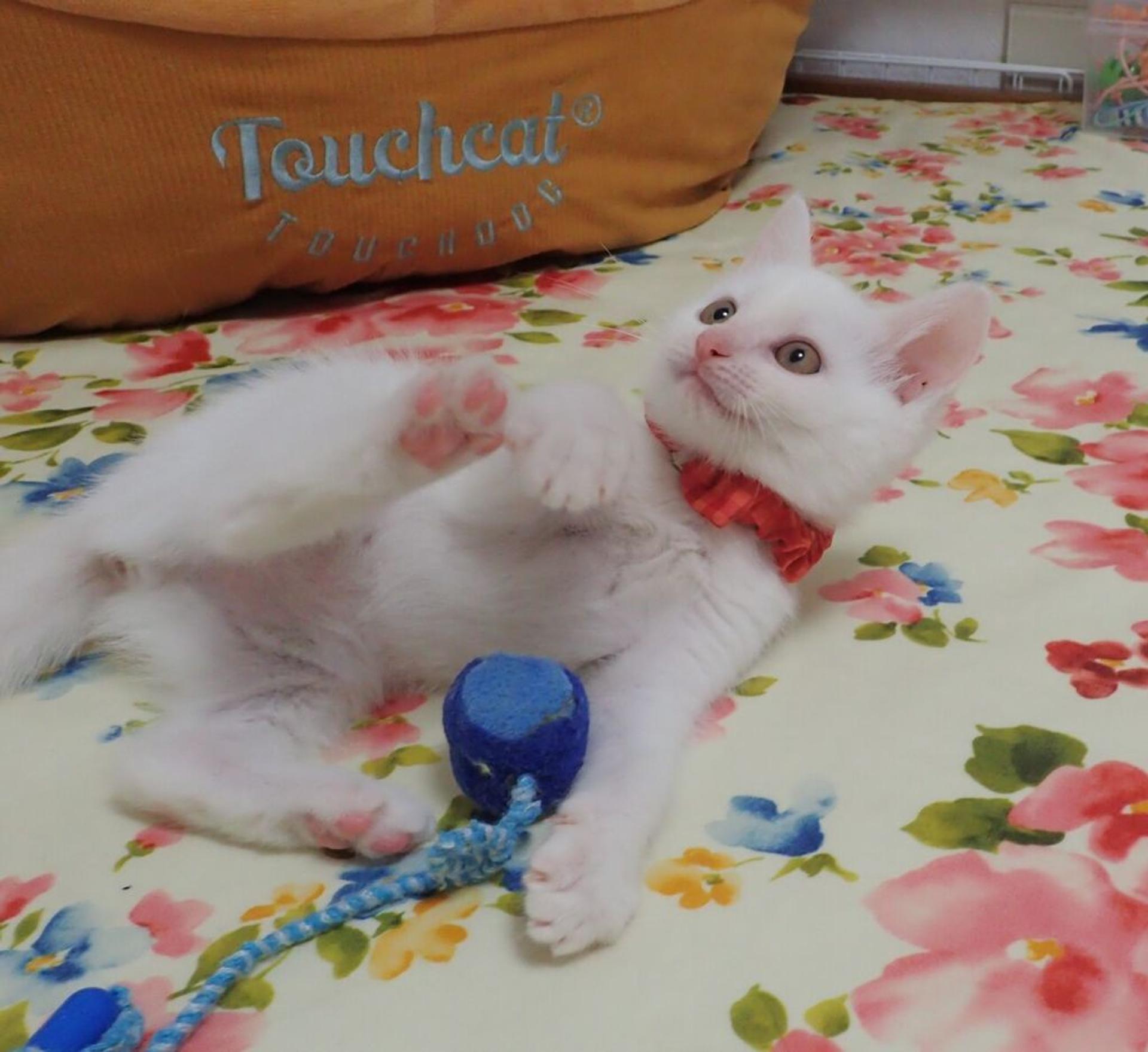 pet-image-4