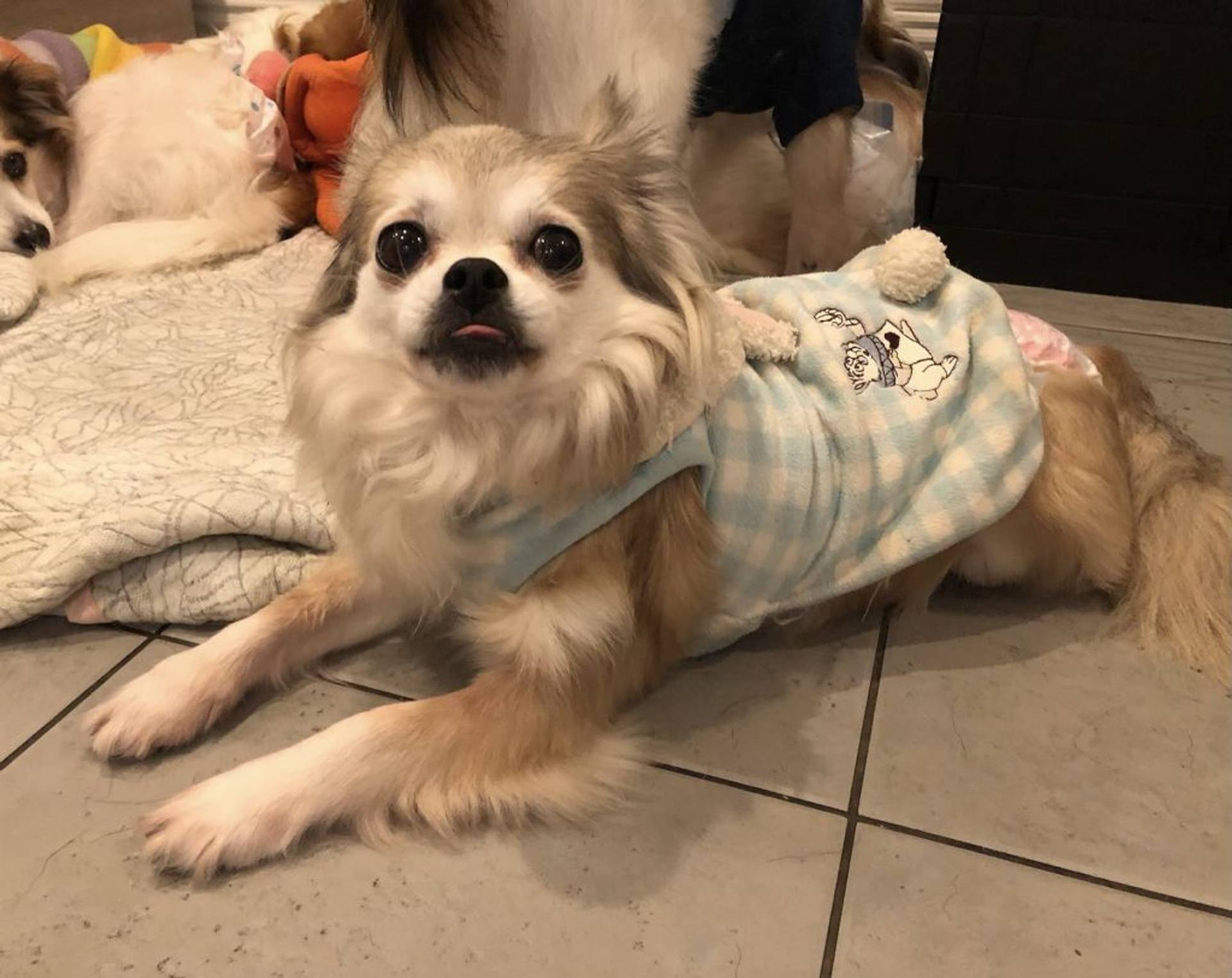 雑種（ミックス犬）・メスの里親募集の写真
