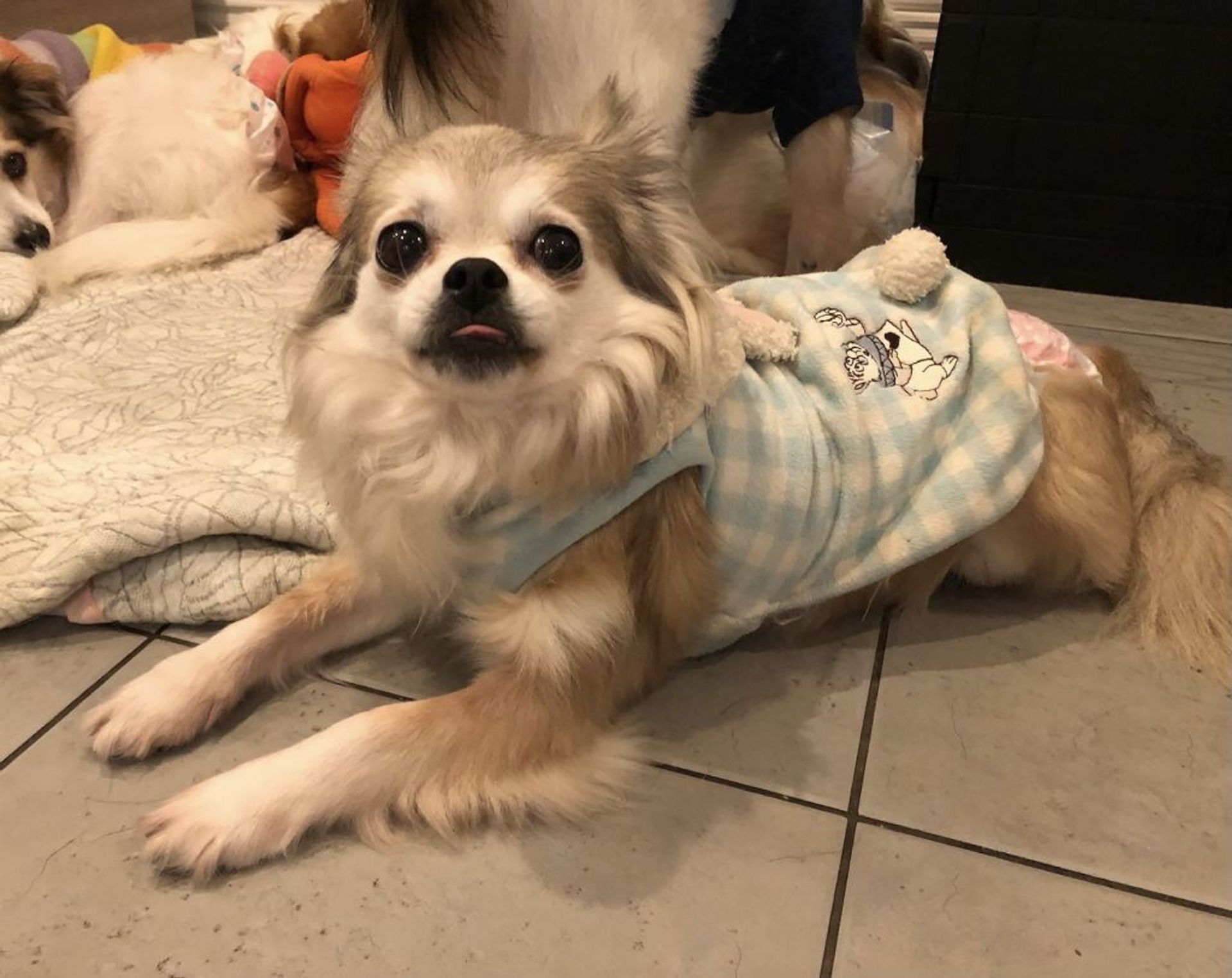 雑種（ミックス犬）・メスの里親募集の写真