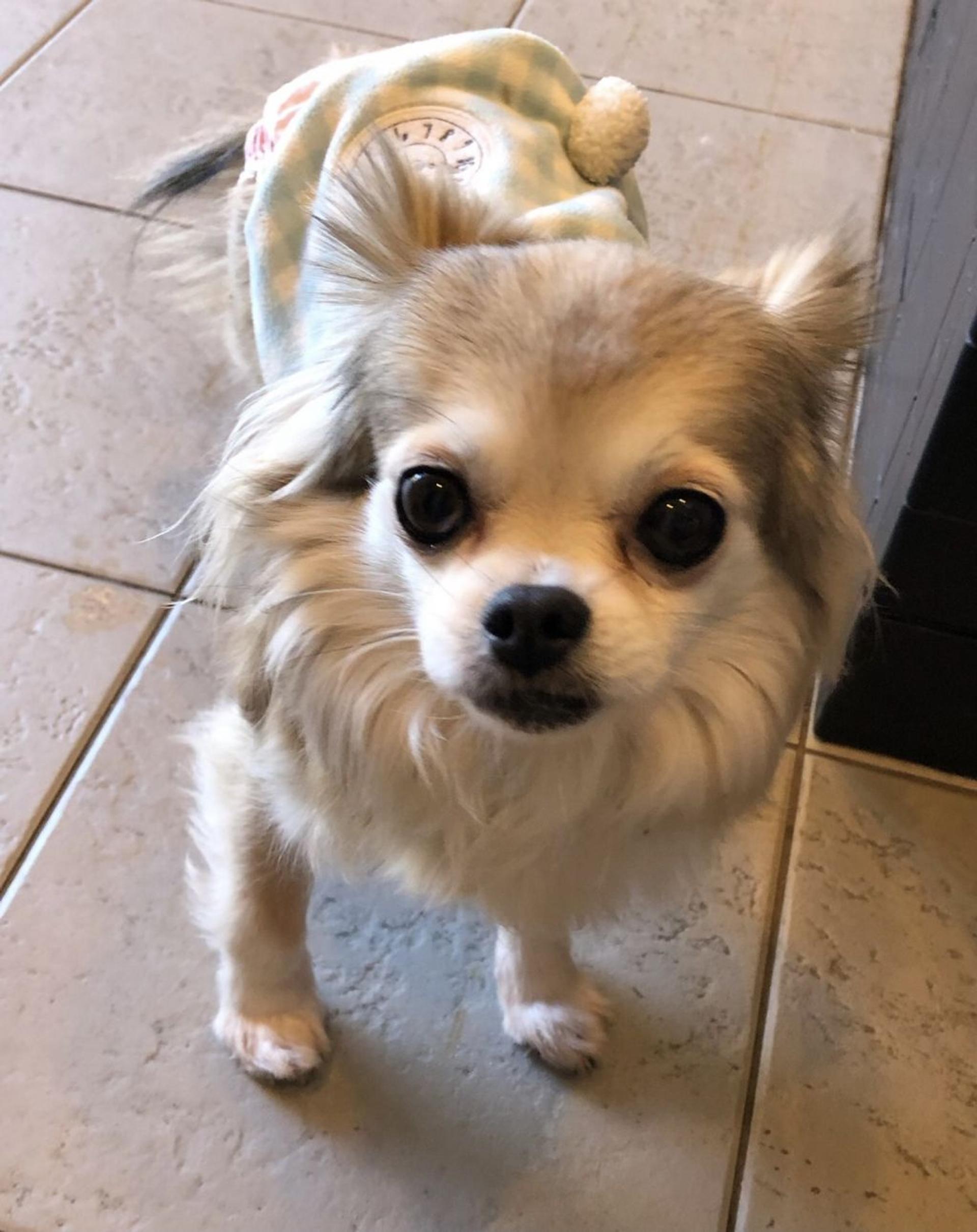 pet-image-2
