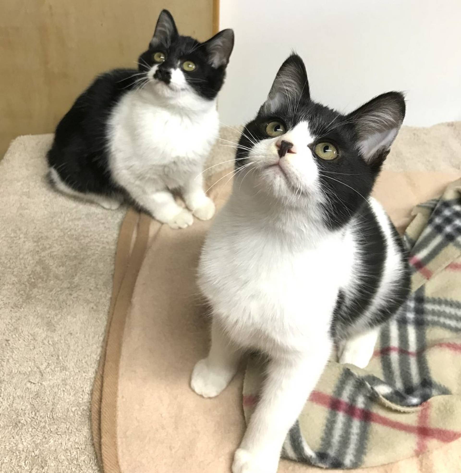 雑種（ミックス猫）・オスの里親募集の写真