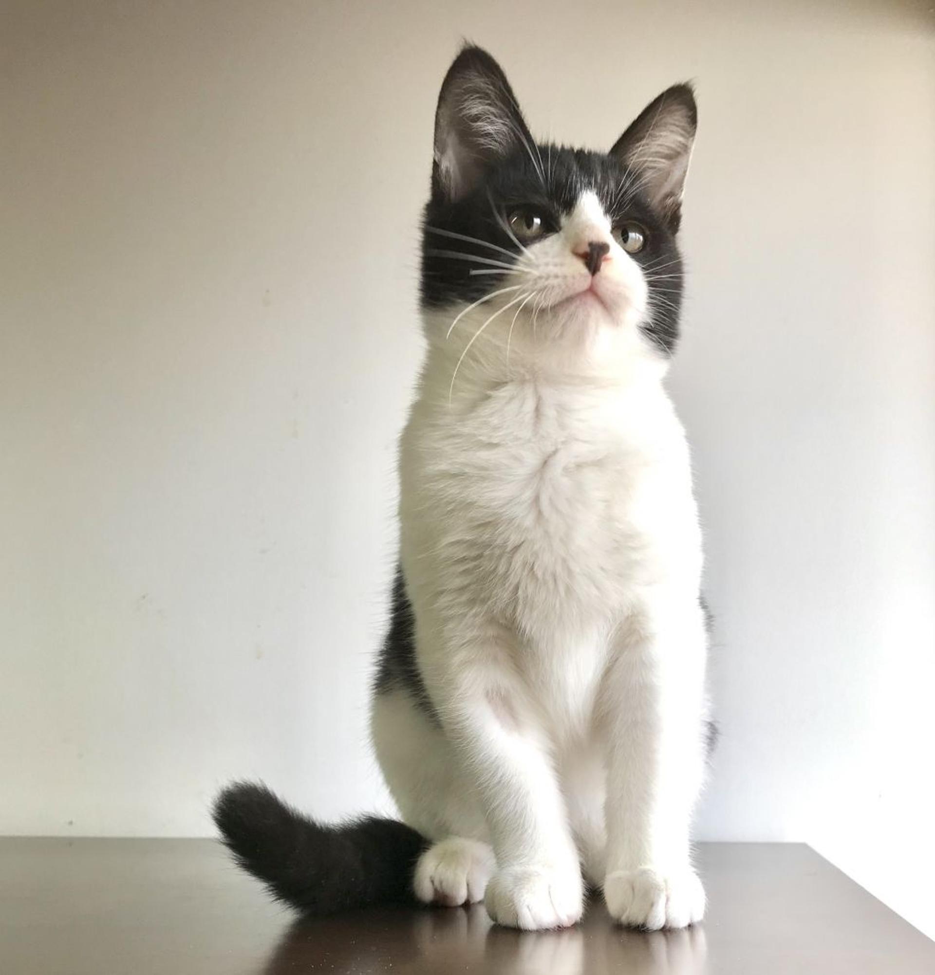 pet-image-3